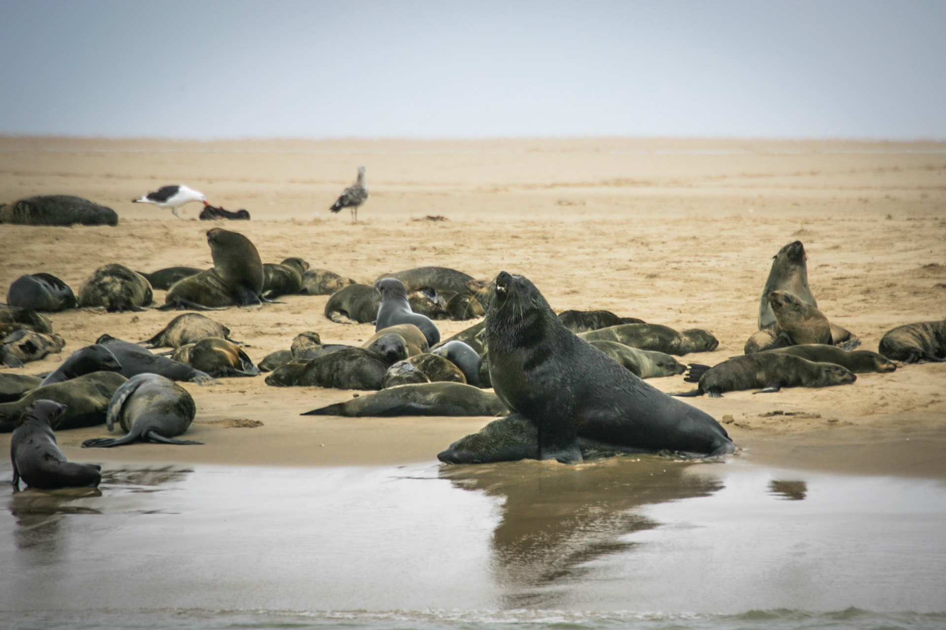 Sesriem to Sandwich harbour, Namibia