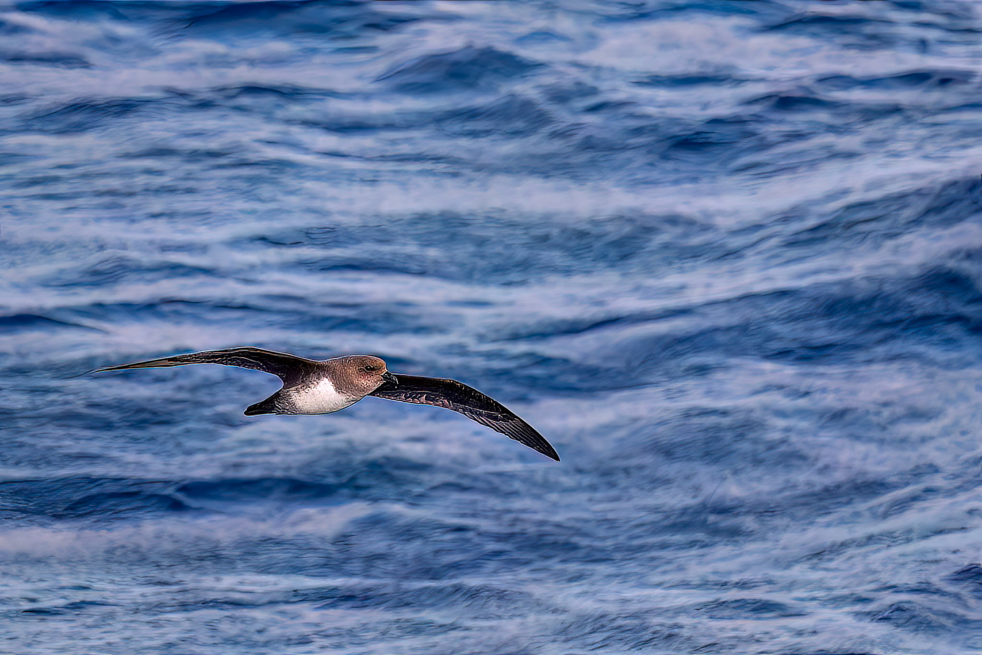 Atlantic petrel, from the Falklands towards South Georgia