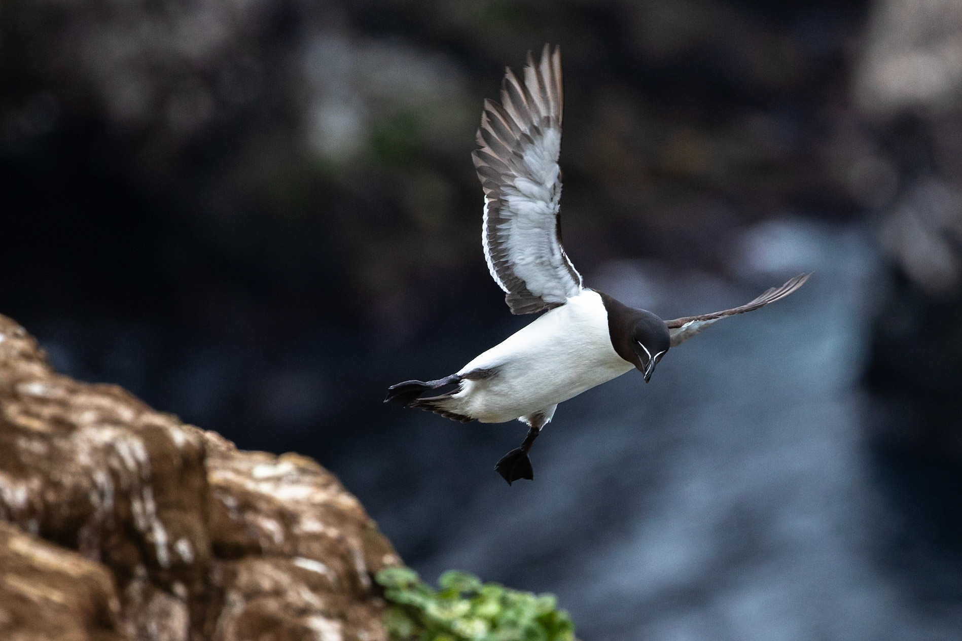 Razorbill, Grímsey Island, Iceland