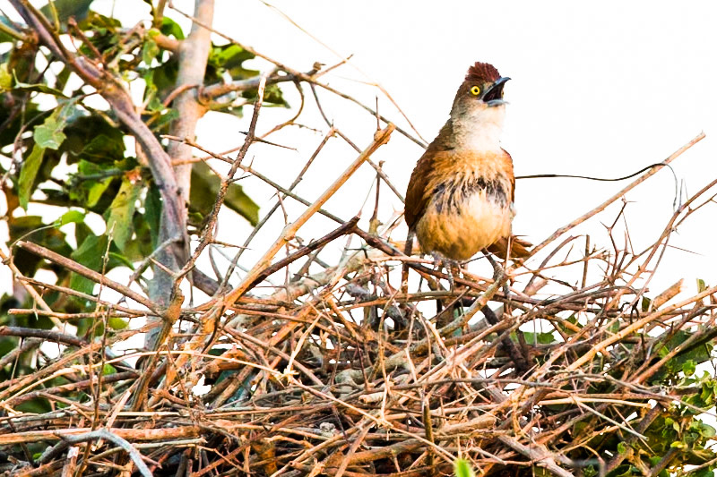 Greater thornbird, Transpantaneira, Pantanal, Brazil
