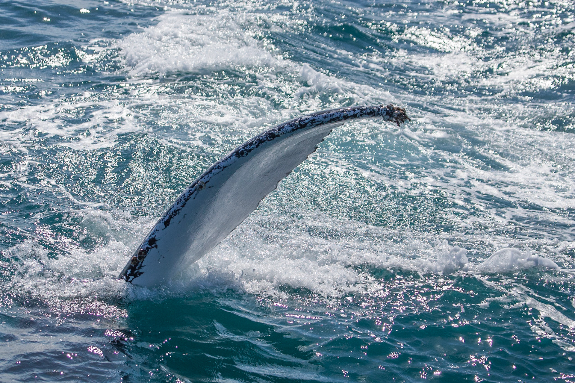 Humpback whale fluke, Hervey Bay near Fraser Island, Queensland