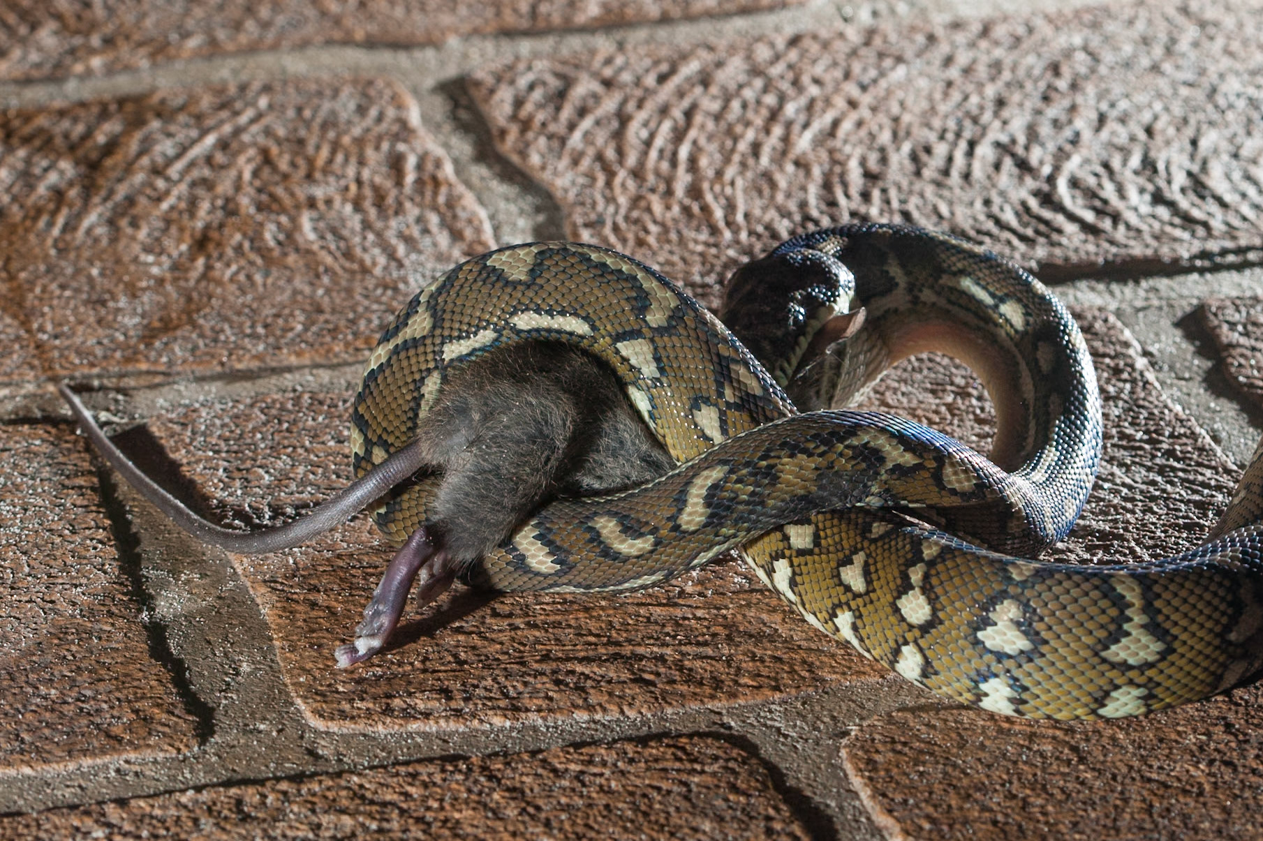 A squeak and our mouse visitor became prey