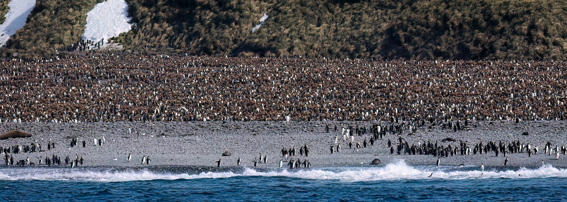 King penguin, Salisbury Plains, South Georgia