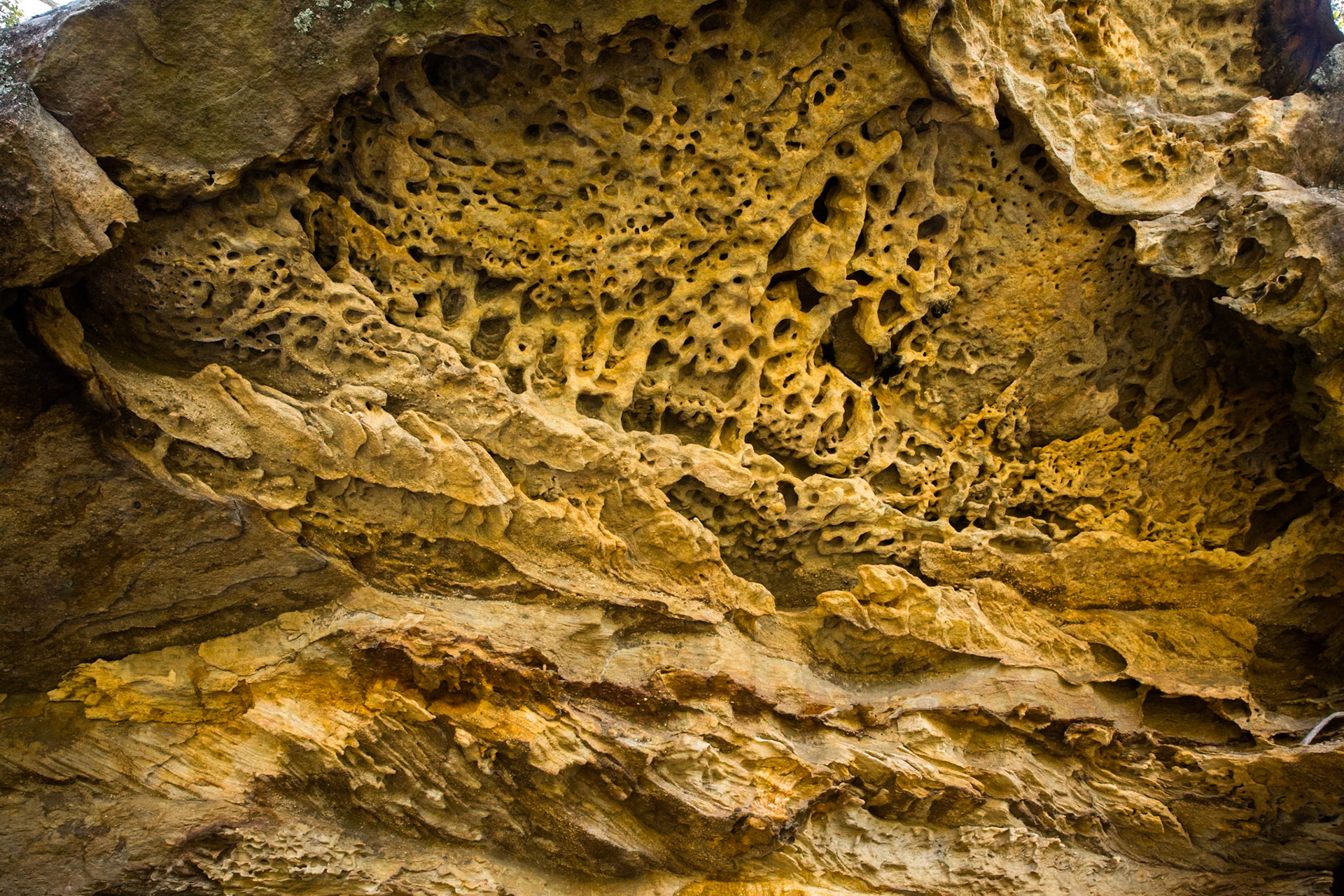 From Springwood Station walked to the bottom of Sassafras Gully Road, descending the gully following the creek downstream to Perch Ponds (tea stop) at the intersection of Magdala and Glenwood creeks.  Continued downstream following Glenbrook creek past Martin's camping area and then took the track out of the creek up to Martins Lookout (lunch).  Followed the service road back to Farm road. Notes by Peter Watt.