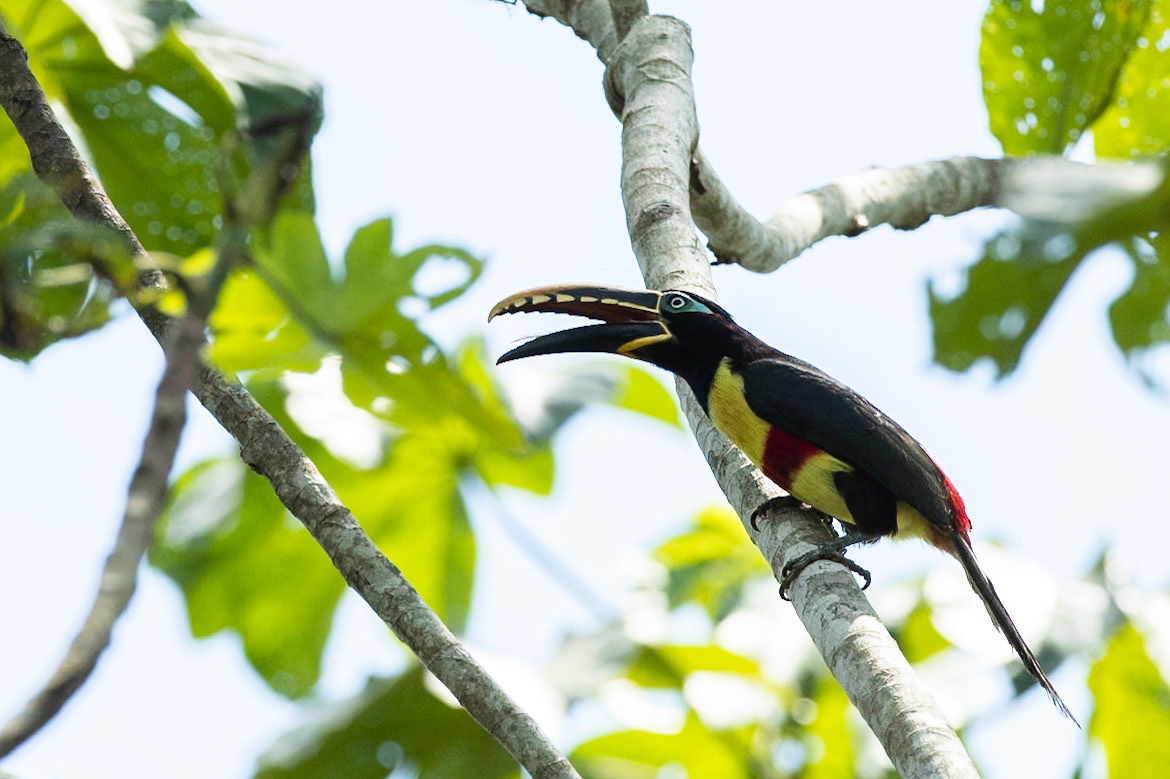 Chestnut-eared Aracari, Tambo Blanquillo, Manu National Park,  Peru