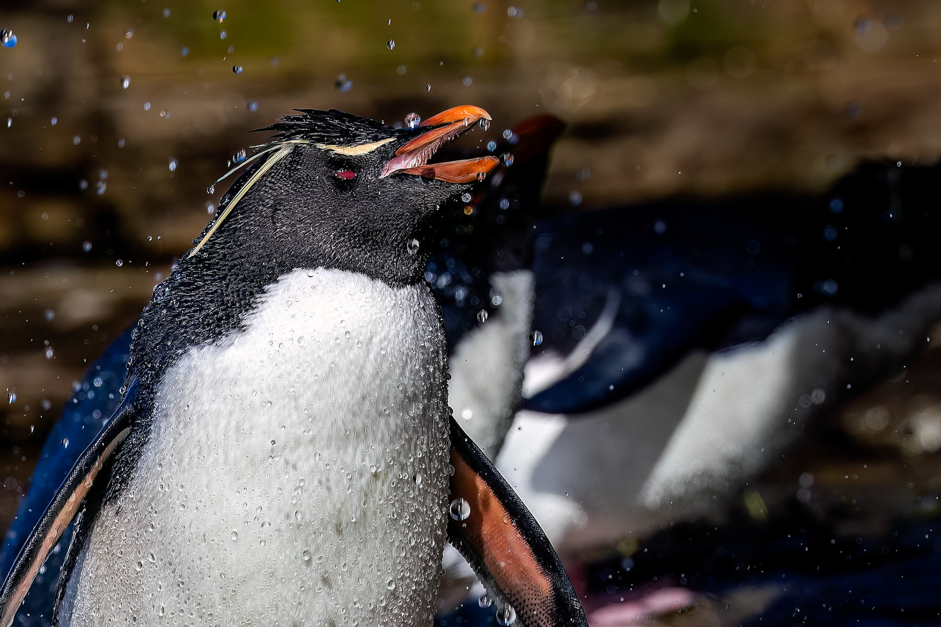 Southern rockhopper penguin, The Settlement, Saunders Island, Falkland Islands