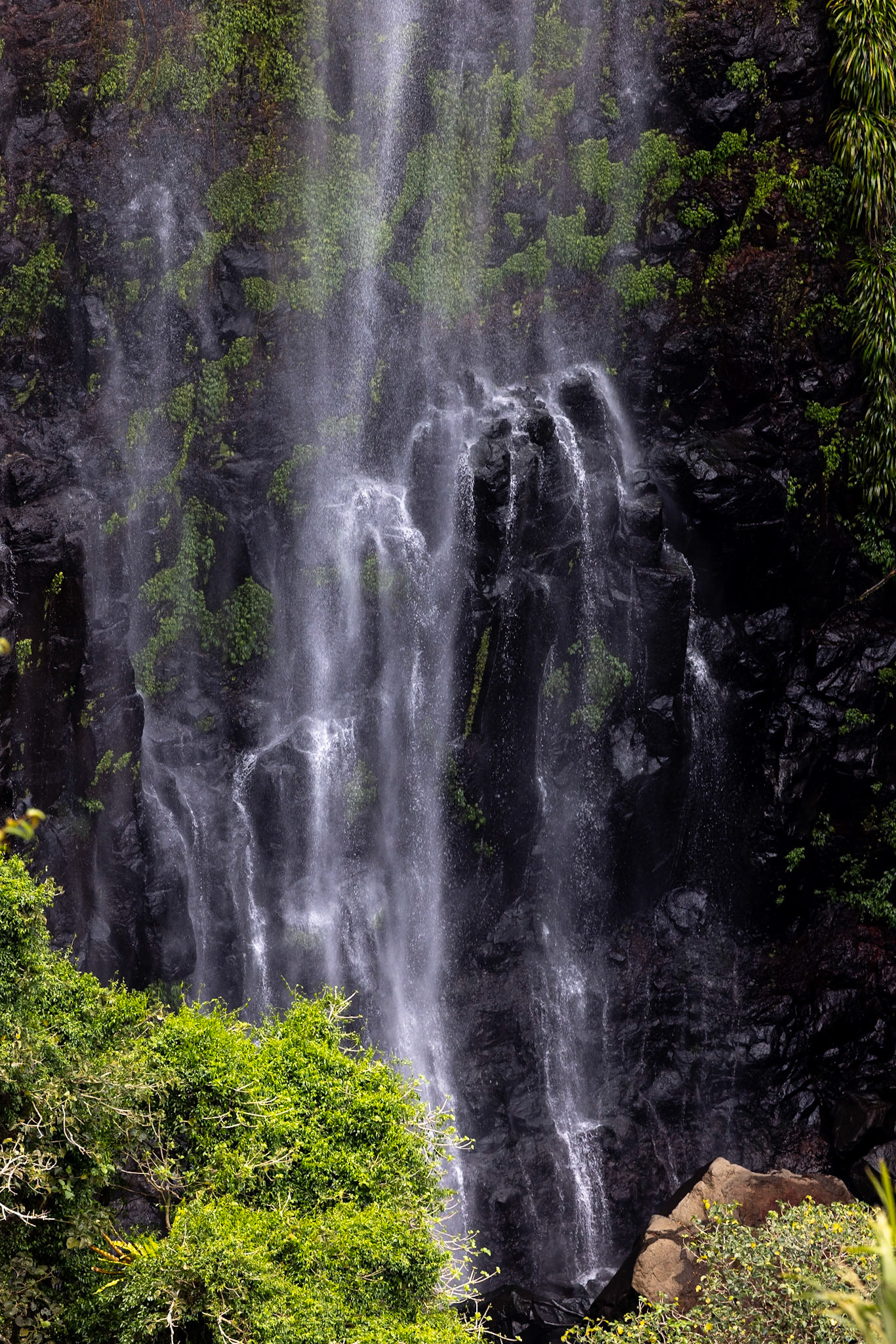 O'Reilly's Rainforest Retreat, Lamington National Park, Queensland, Australia