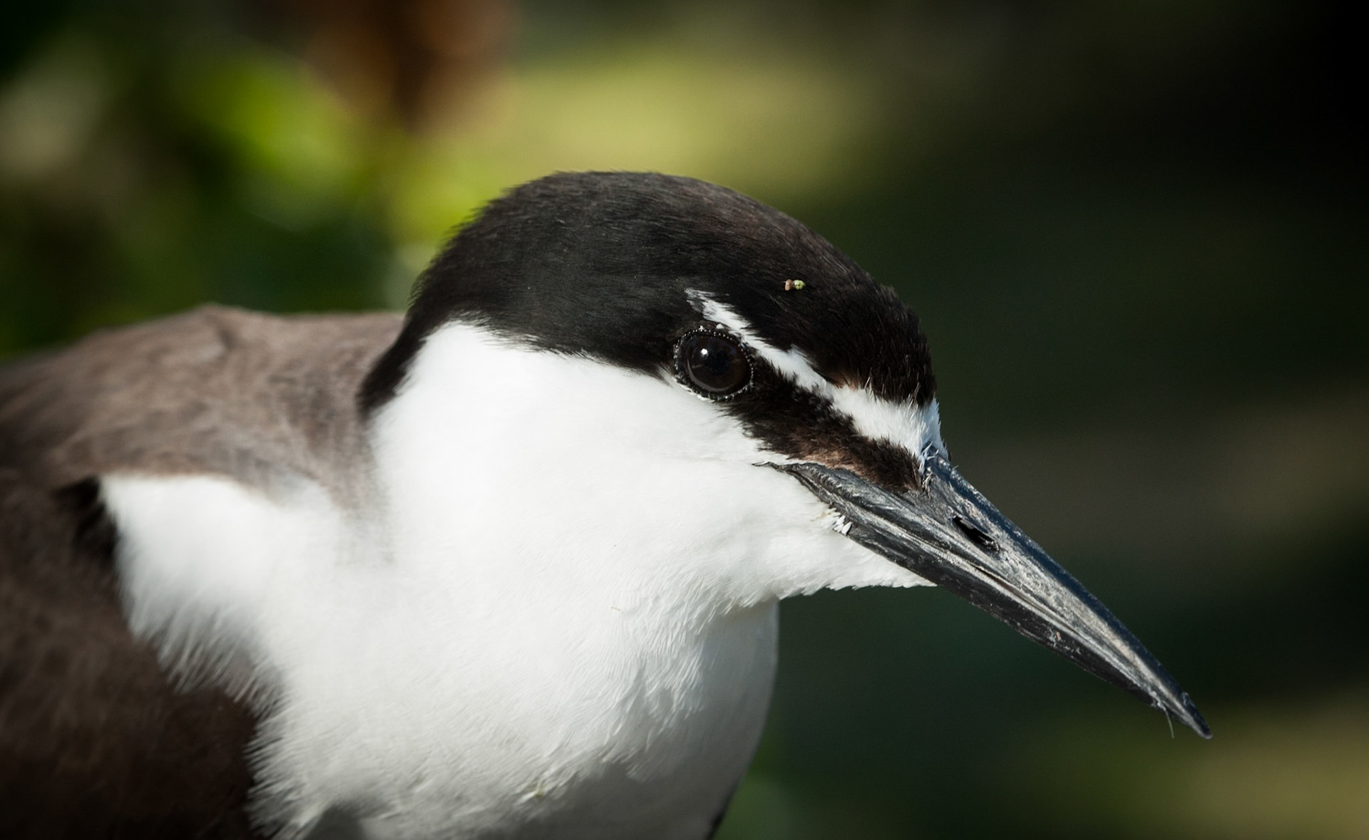Bridled tern, Lady Elliot Island, Queensland, Australia