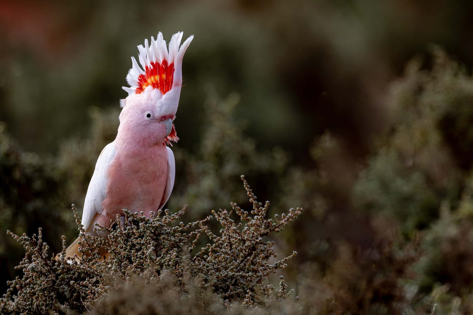 Pink cockatoo, Mt Ives, Port Augusta, South Australia
