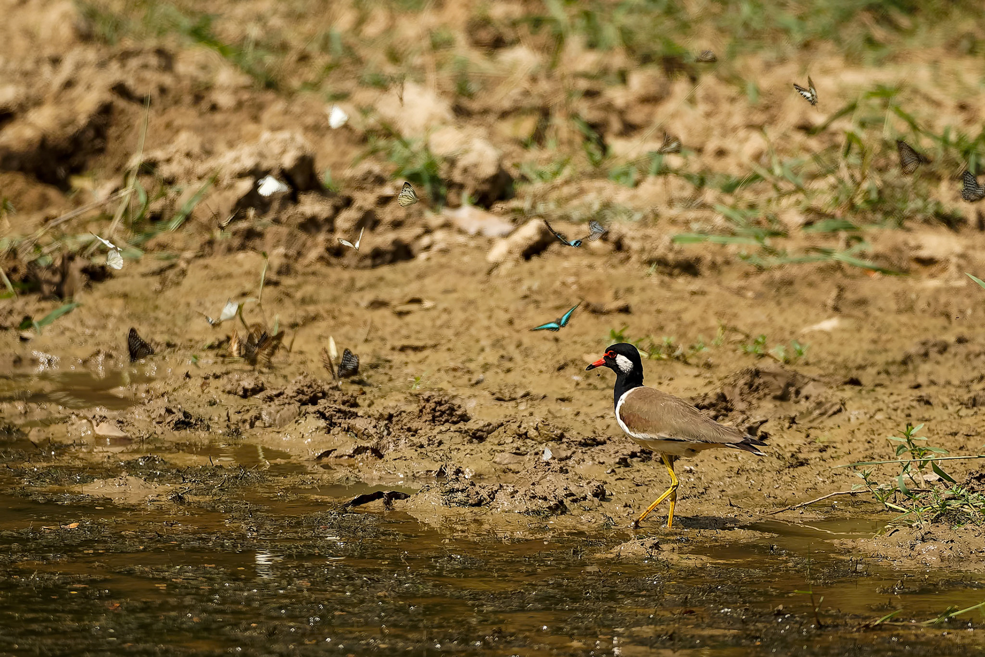 Red-wattled lapwing, Khaeng Krackan National Park, Thailand