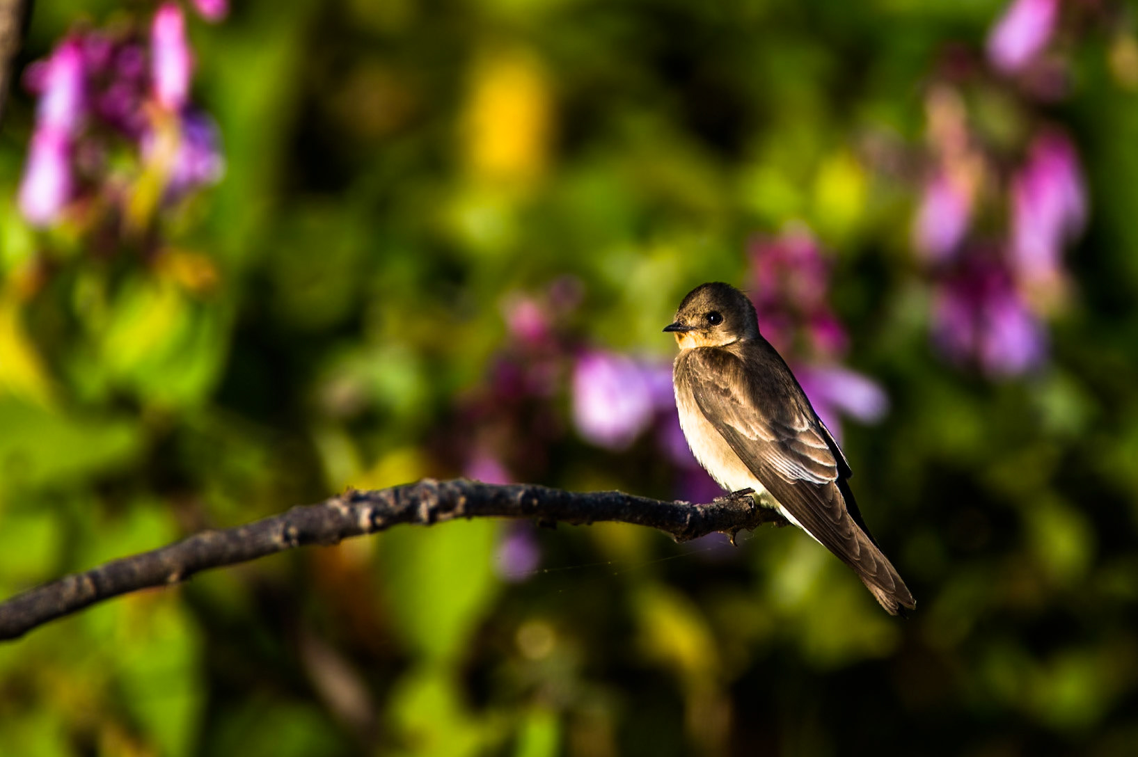 Southern rough-winged swallow, Porto Jofre, Pantanal, Brazil