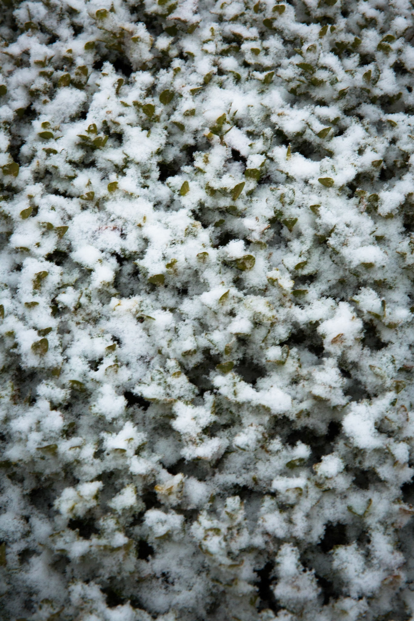 Glenella, Blackheath, Blue Mountains