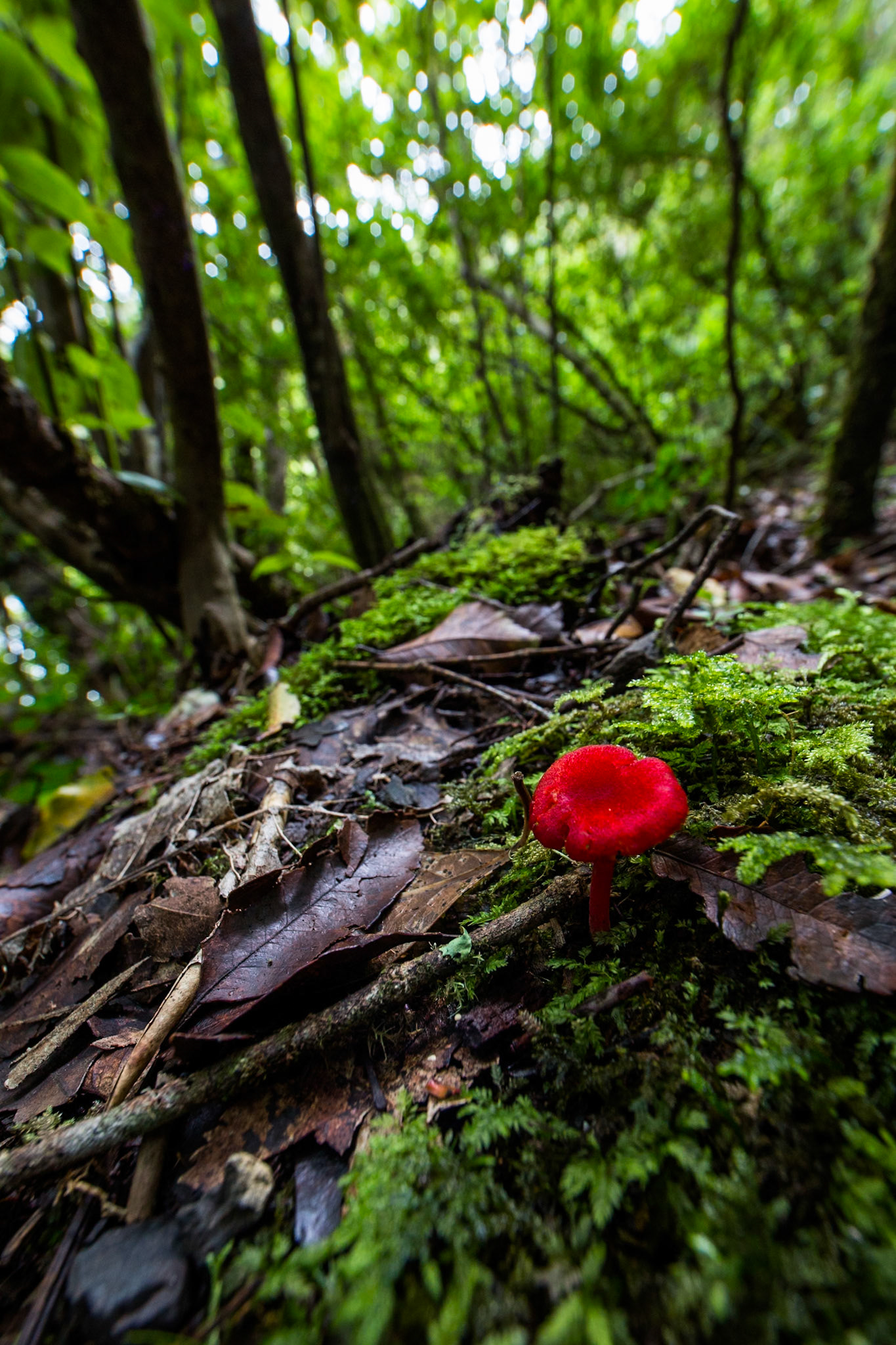 Rotopounamu lake, Tongariro, New Zealand