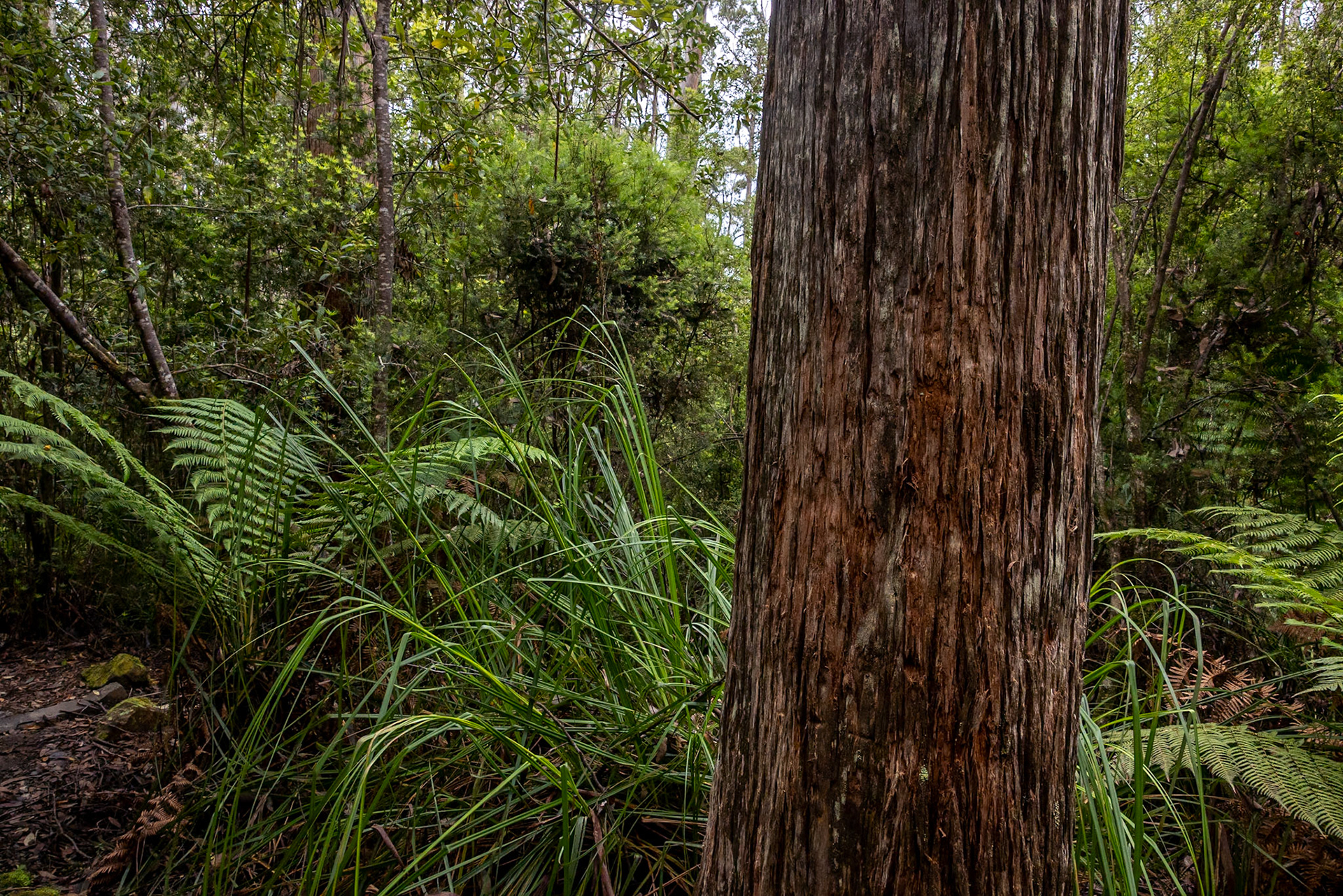 Three Capes Track, Cape Pillar Lodge to Cape Hauy and Fortescue Bay, Tasmania