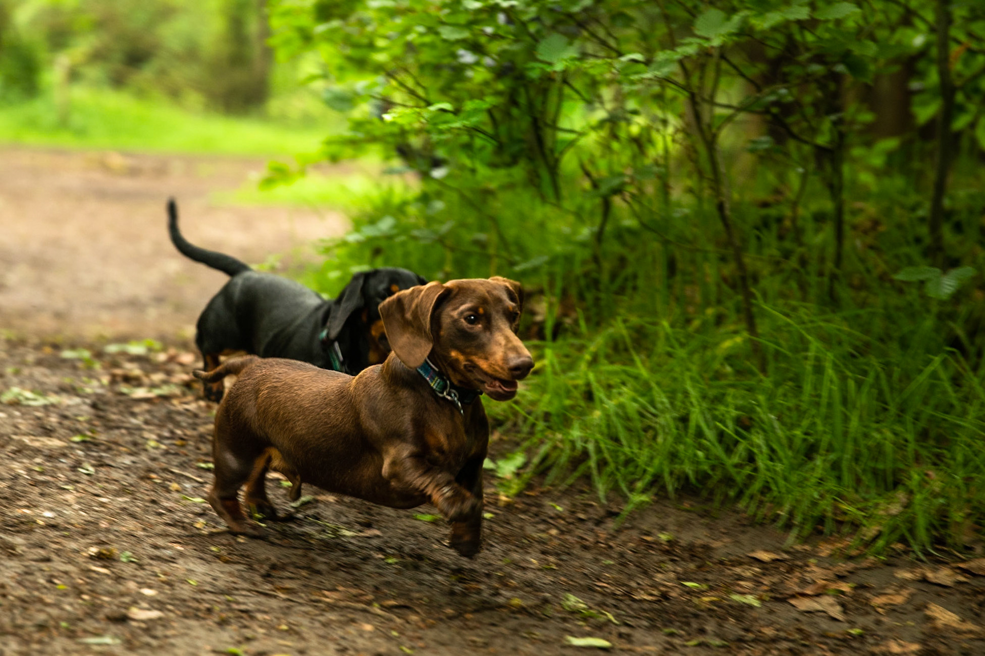 Ashridge Estate, National Trust Forest, Ringshall, England, United Kingdom