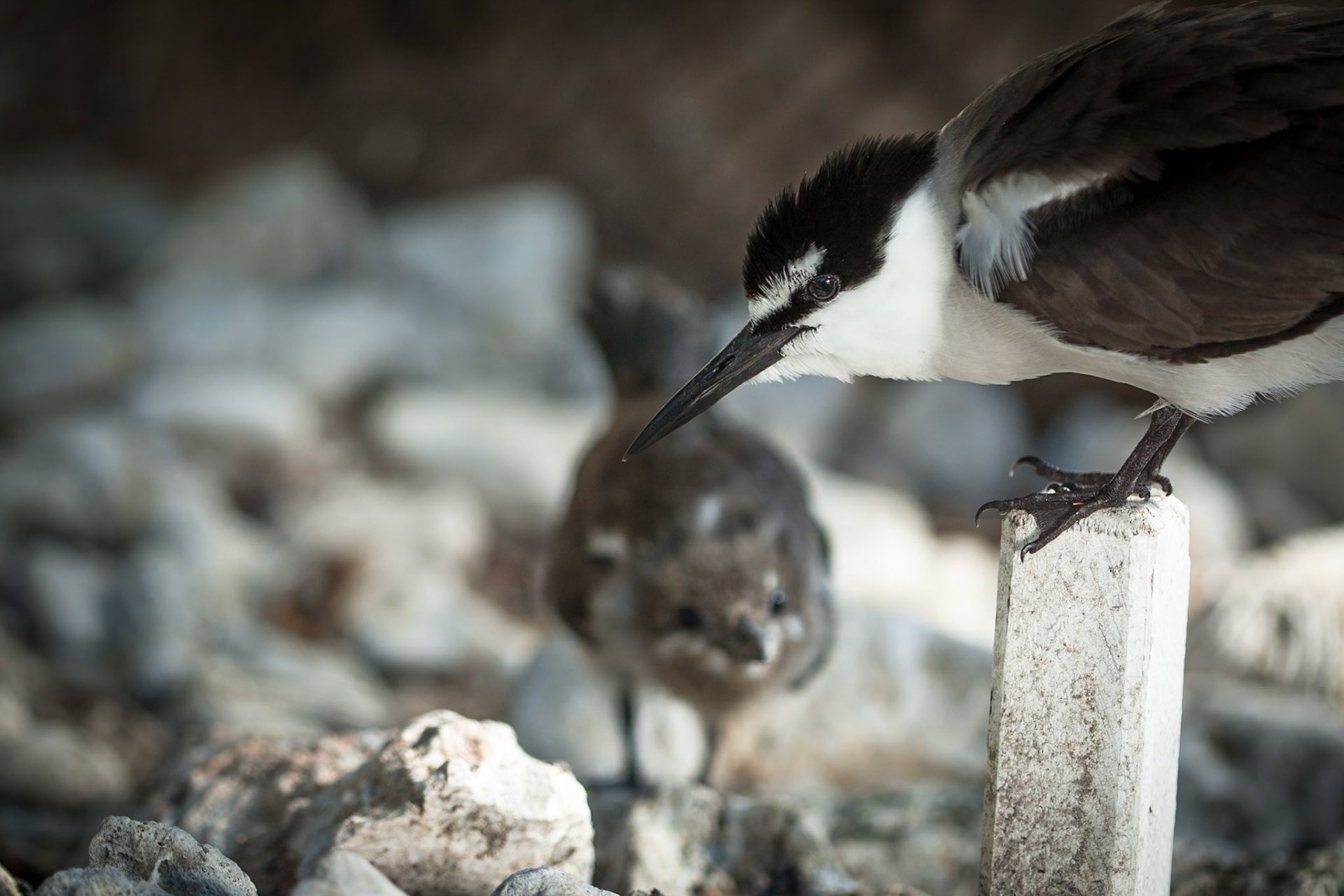 Bridled tern and chick, Lady Elliot Island, Queensland, Australia