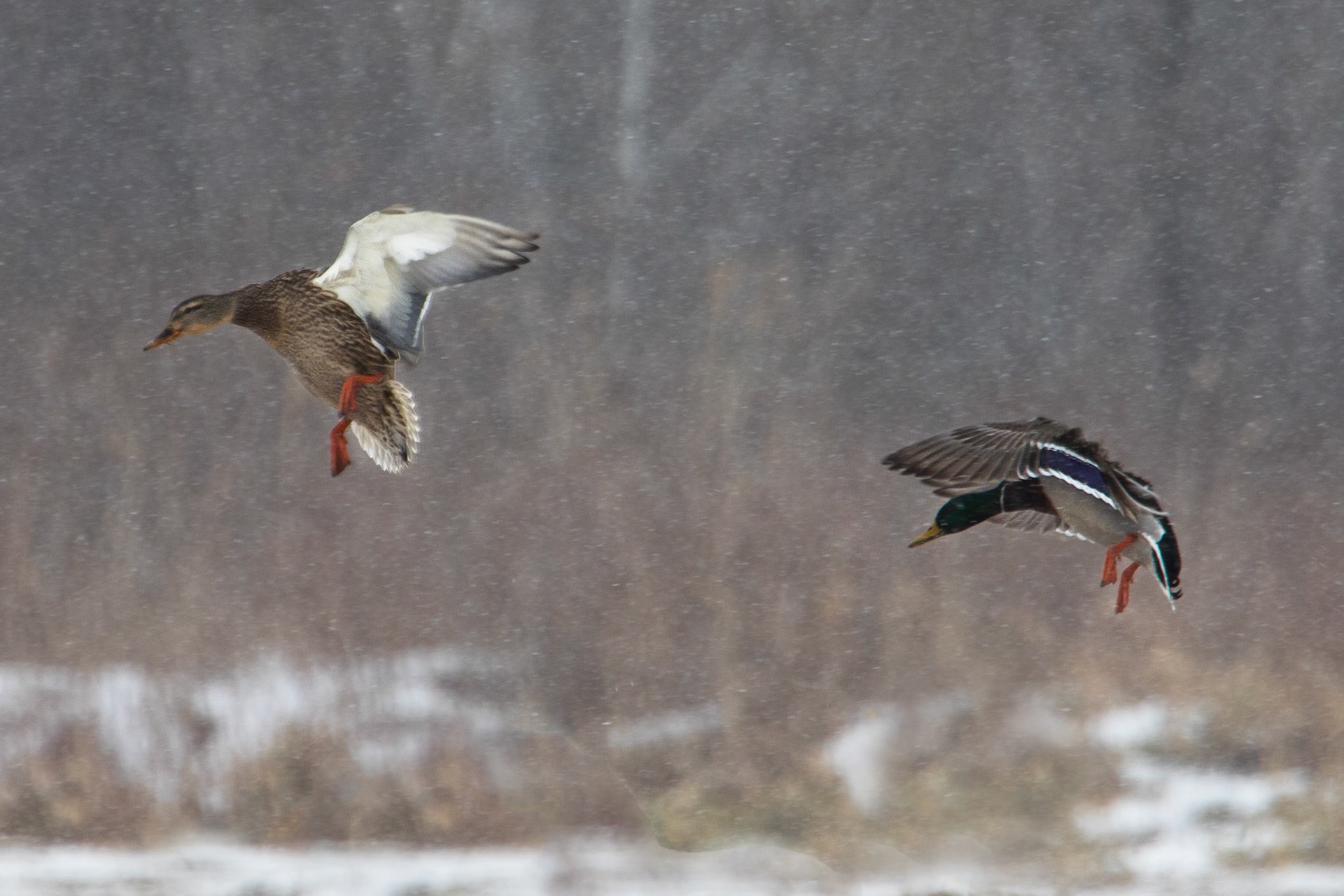 Mallard, Akan International Crane Centre, Tanchono, Hokkaido, Japan