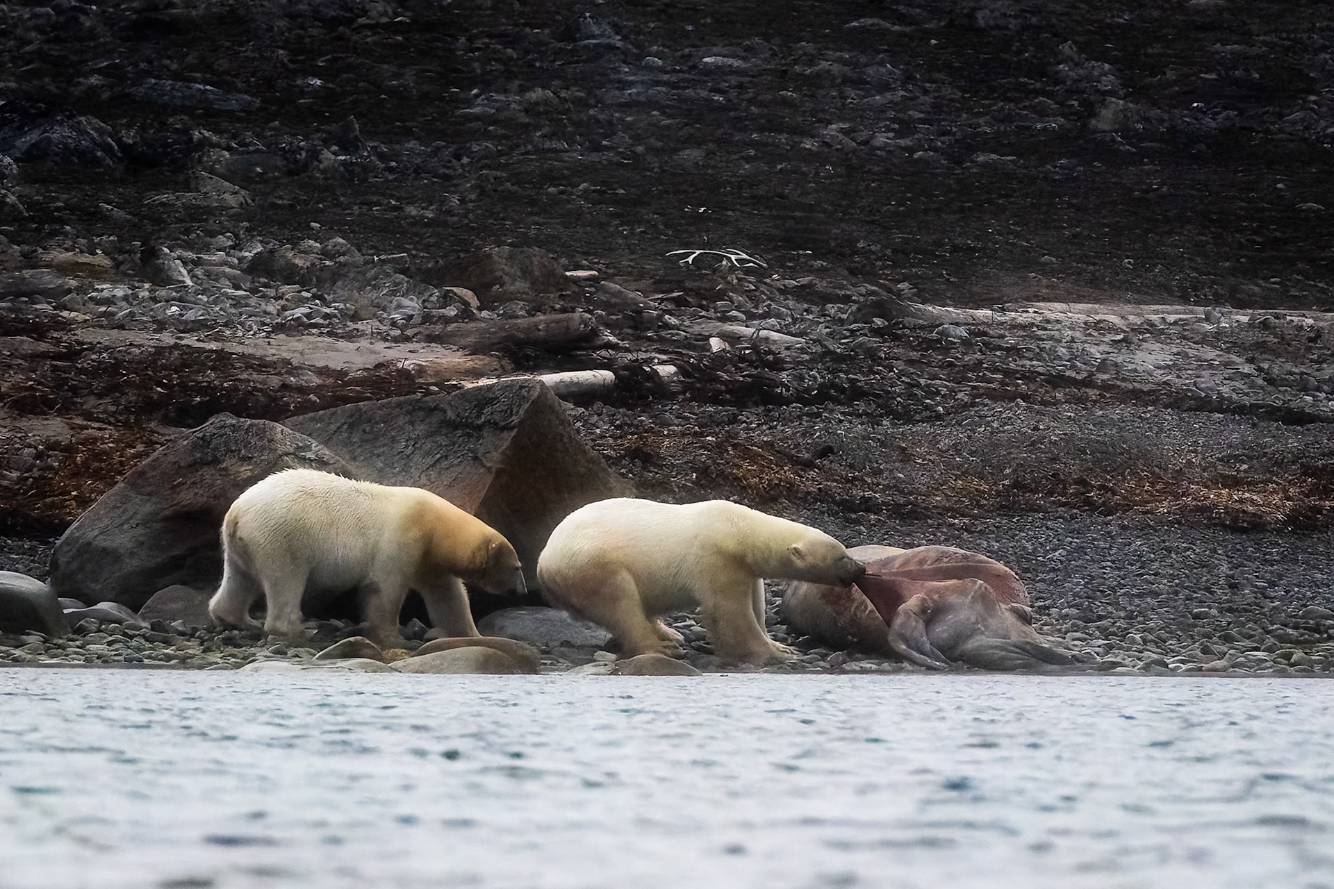 Polar bear, Smeerenburgenfjord, Svalbard, Norway