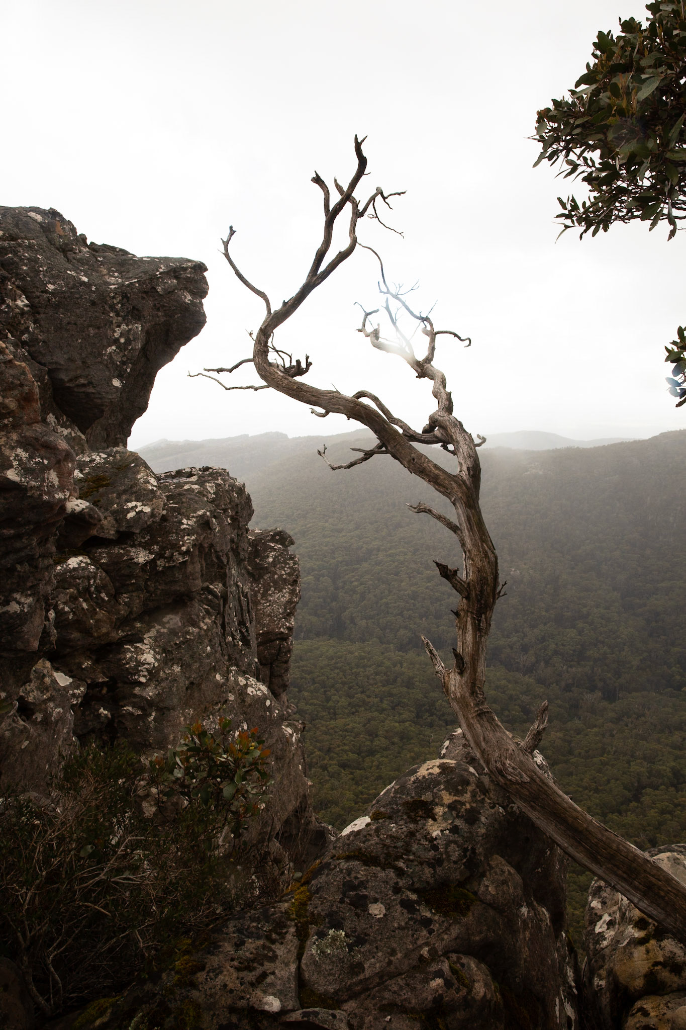 Mt Rosea circuit, Hall's Gap, The Grampians, Victoria