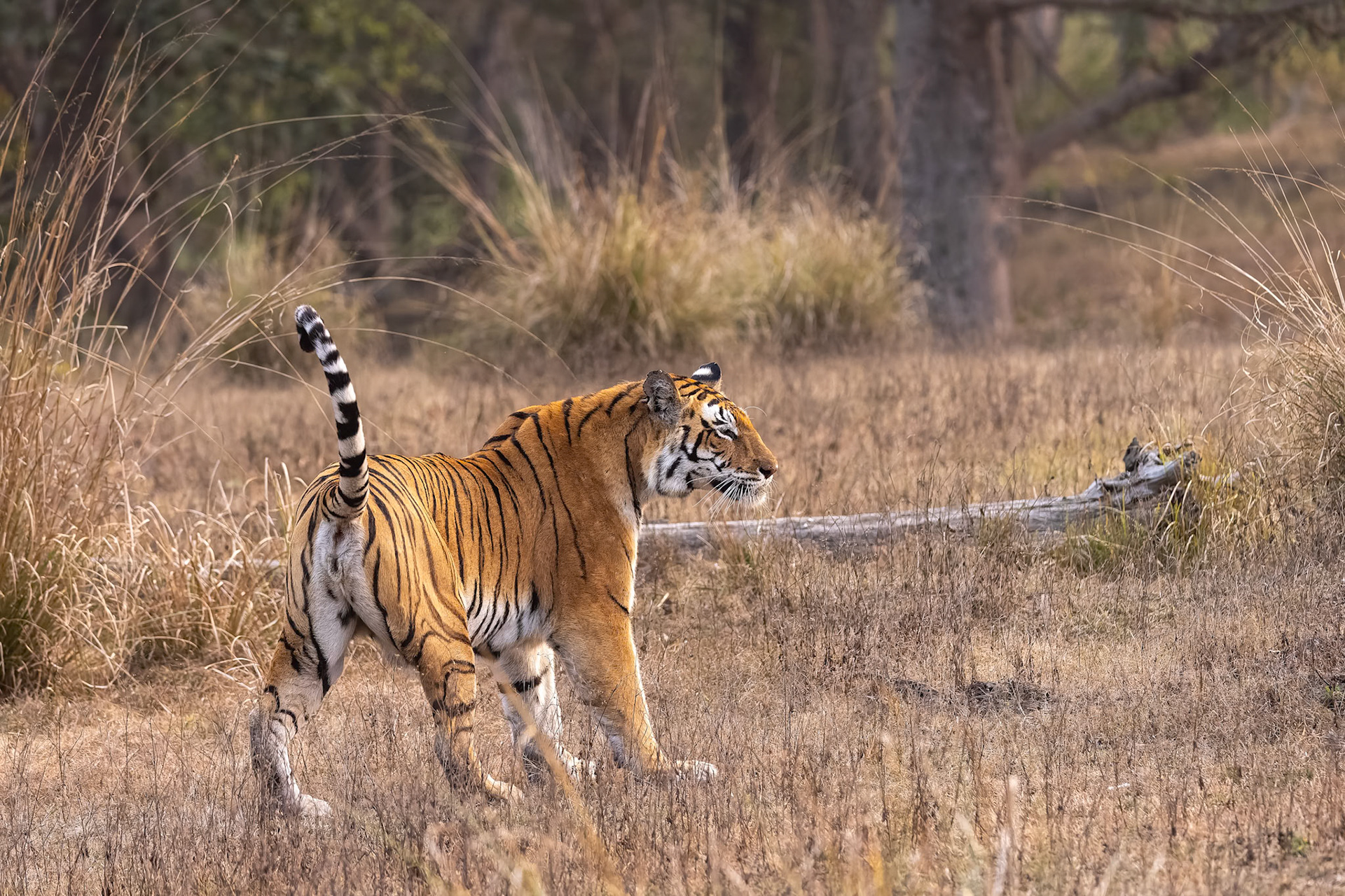 Bengal tiger, Khana, India