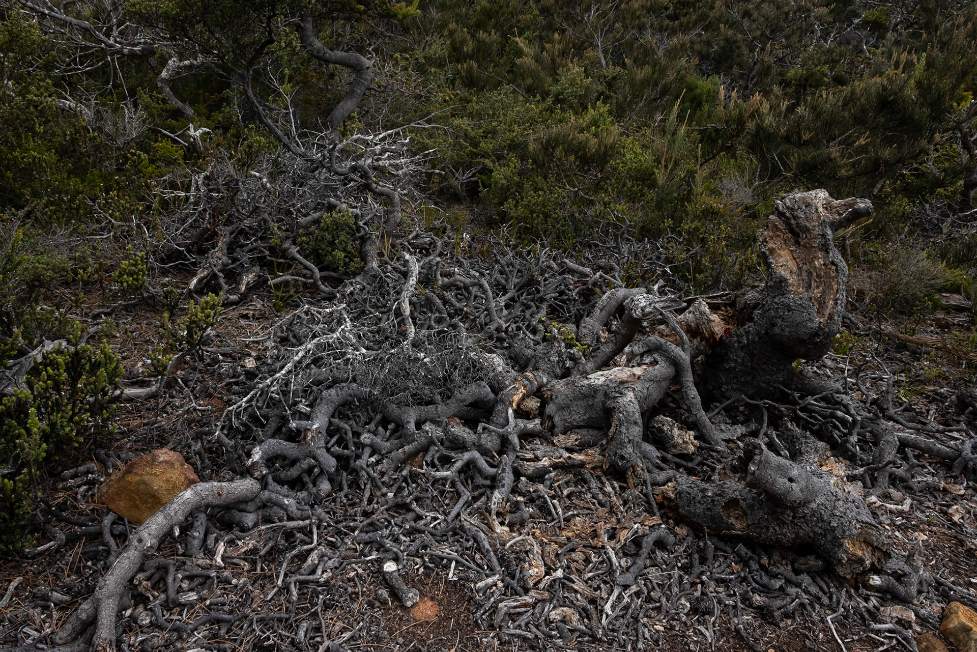 Three Capes Track, Cape Pillar Lodge to Cape Pillar and return, Tasmania