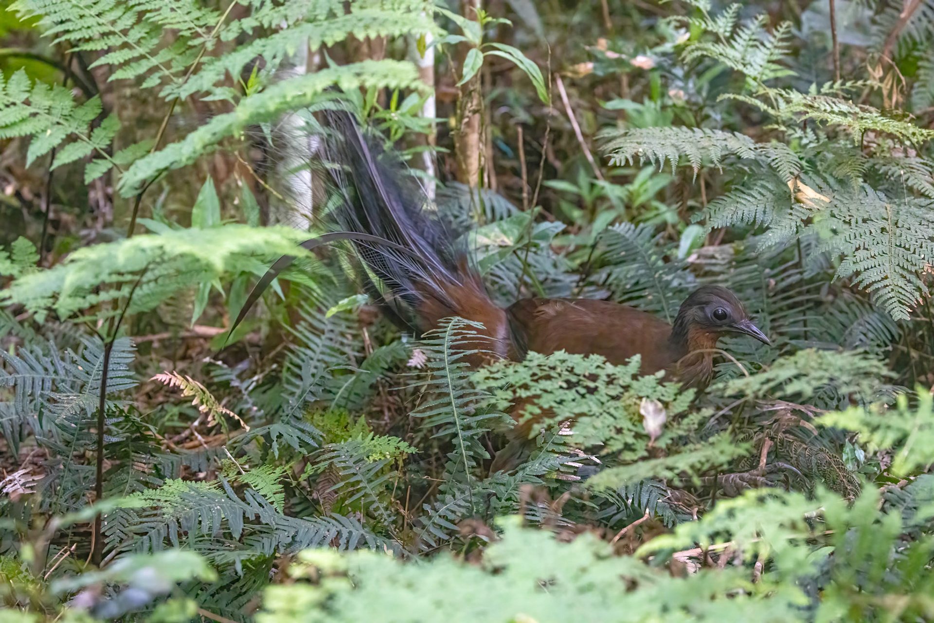 Albert's lyrebird, O'Reilly's Rainforest Retreat, Lamington National Park, Queensland, Australia