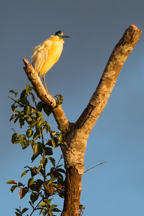 Capped heron, Porto Jofre, Pantanal, Brazil