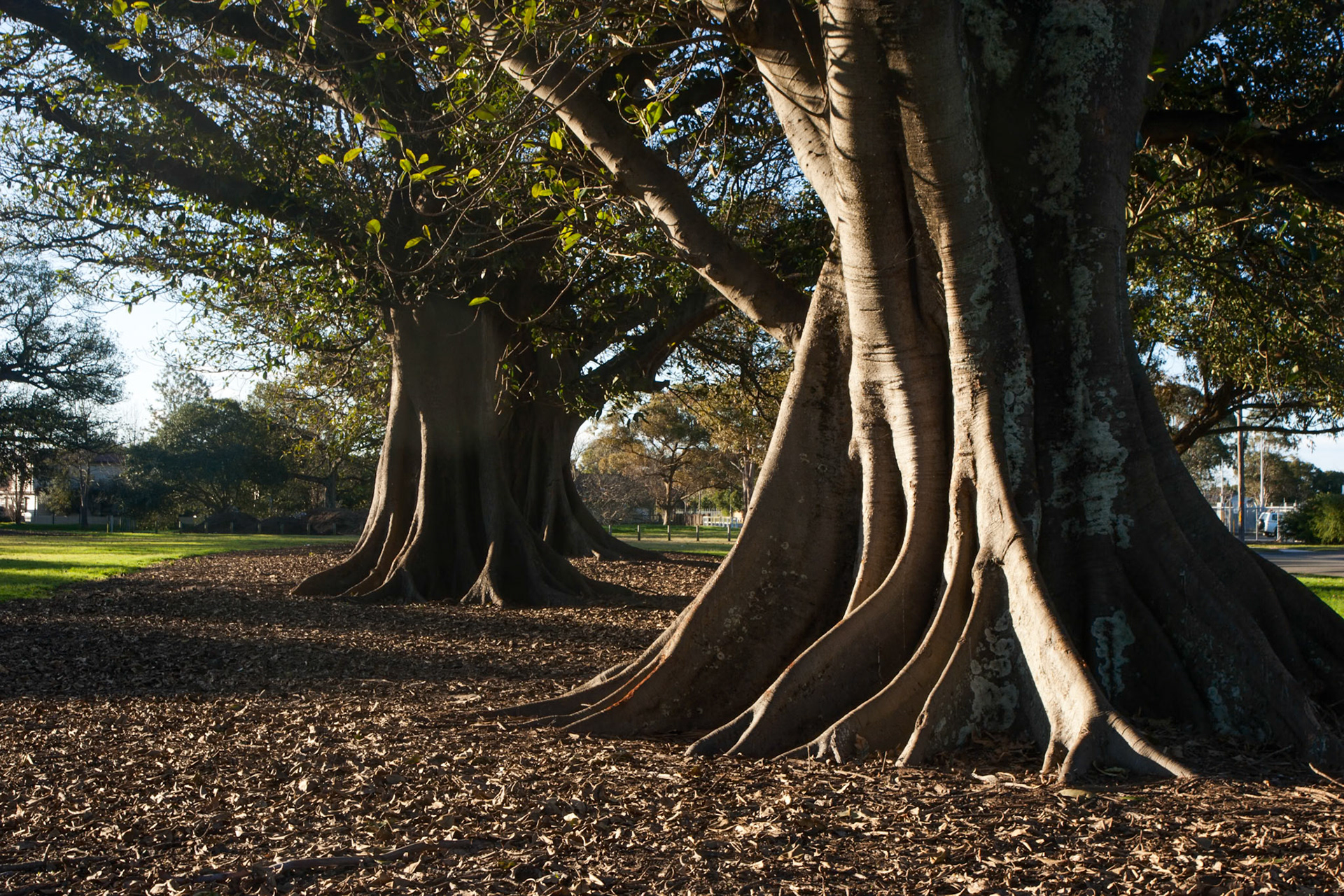 Moreton Bay figs near the Newcastle showgrounds off Cowper street