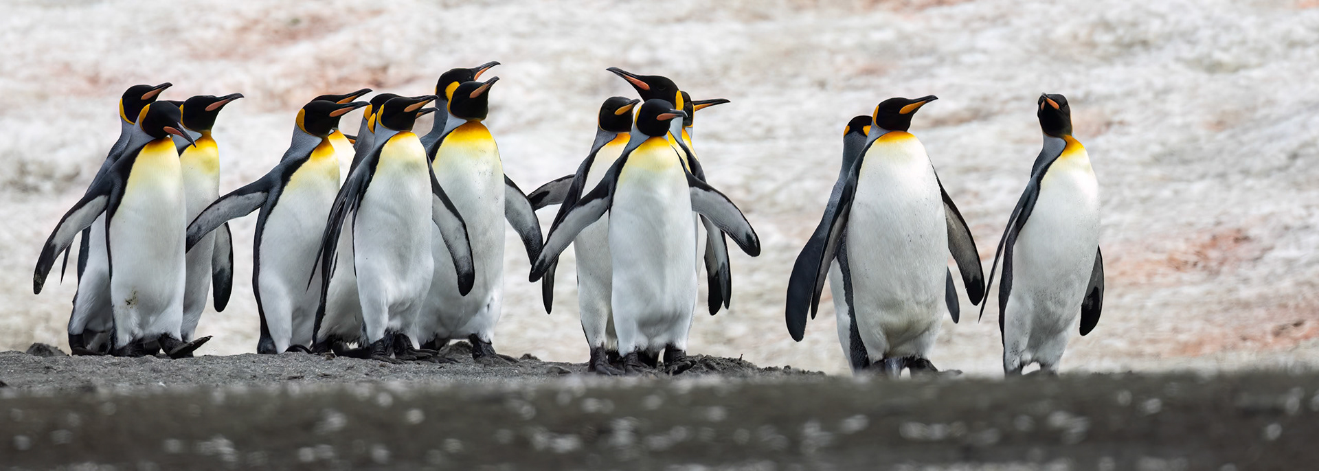 King penguins, St Andrew's Bay, South Georgia
