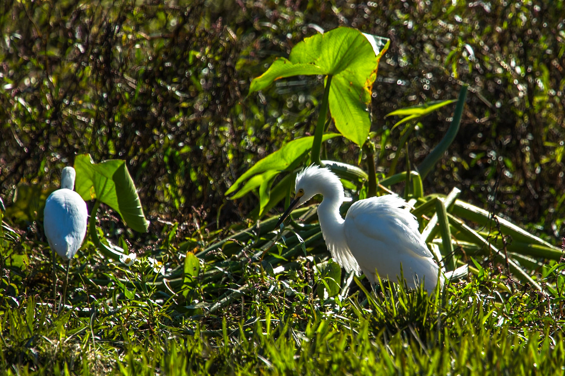 Great egret, Puerto Valle Esteros, Ibera wetlands, Corrientes, Argentina