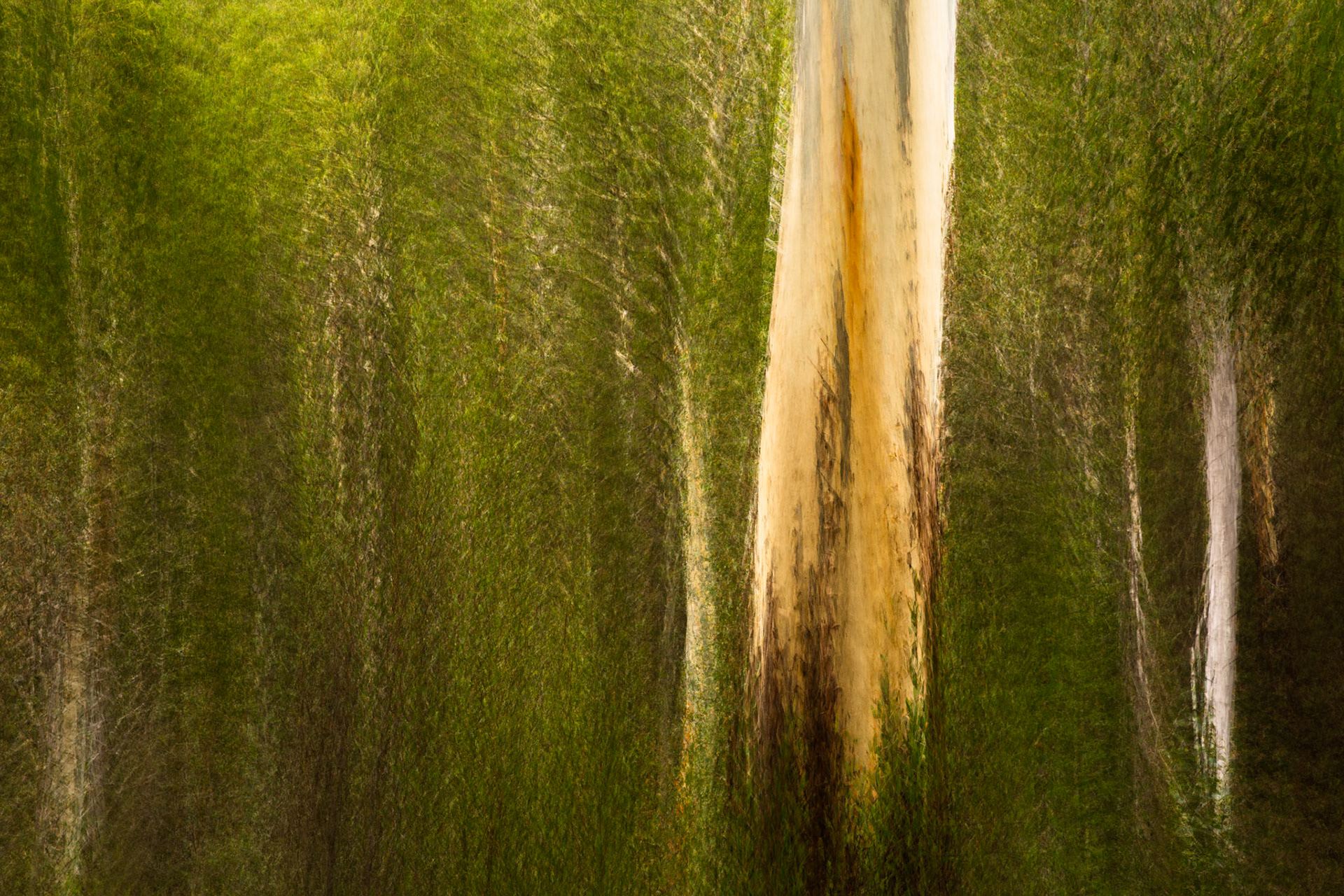 Sawpit creek track, Mount Kosciuszko National Park, Snowy Mountains, New South Wales
