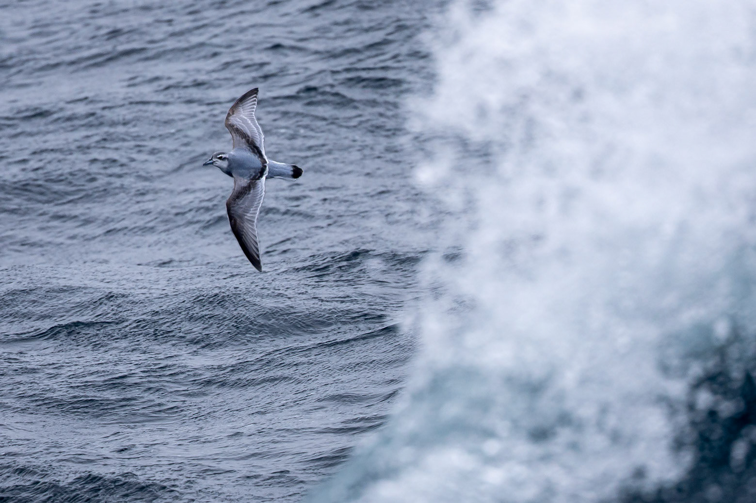 Antarctic prion, from the Falklands towards Antarctica
