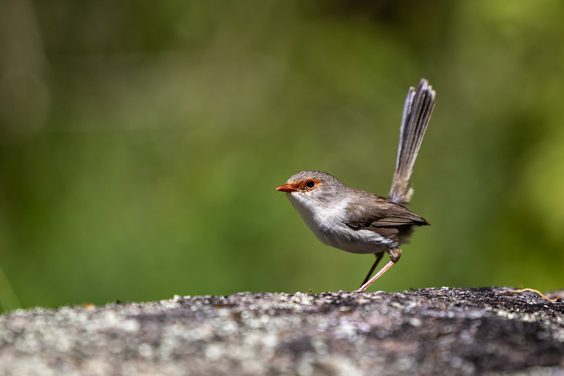 Superb fairywren, O'Reilly's Rainforest Retreat, Lamington National Park, Queensland, Australia