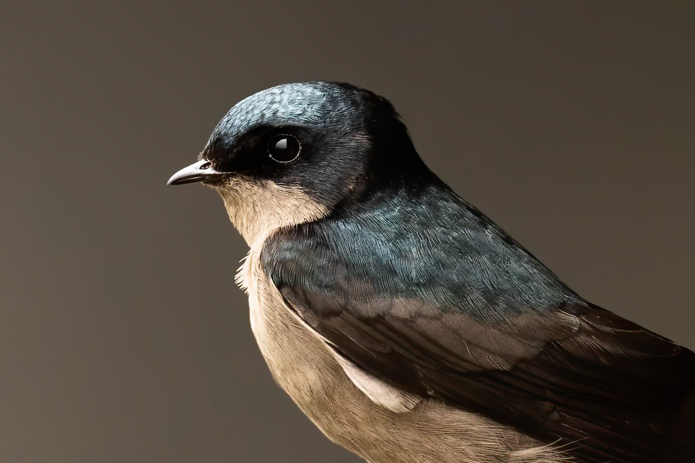 Brown-bellied swallow, Terminales del Ruiz, Colombia