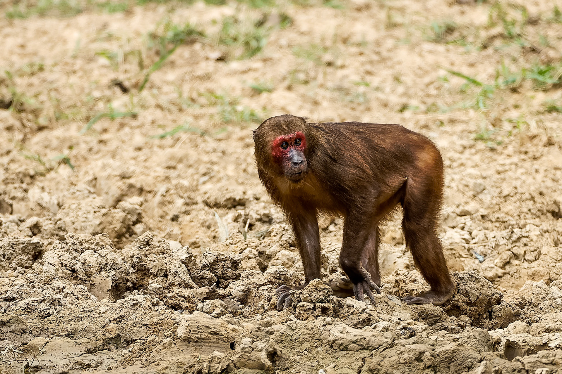 Stump-tailed macaque, Khaeng Krackan National Park, Thailand