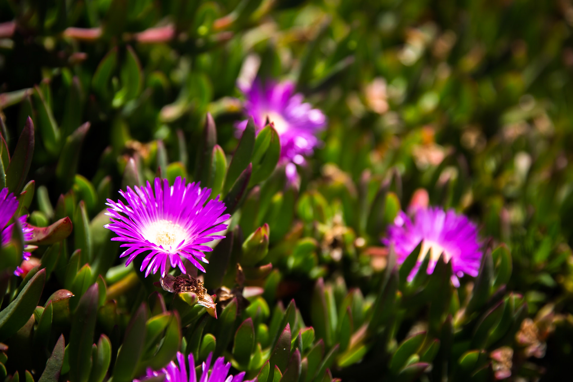 Tuesday am - Darby Saddle via Sparkes Lookout and Lookout Rocks to Tongue Point; and then on to Darby River for lunch.Tuesday pm - Lilly Pilly Gully carpark up to Tidal Overlook and on to Pillar Point then via Squeaky Beach and Picnic Beach to Picnic Beach carpark.