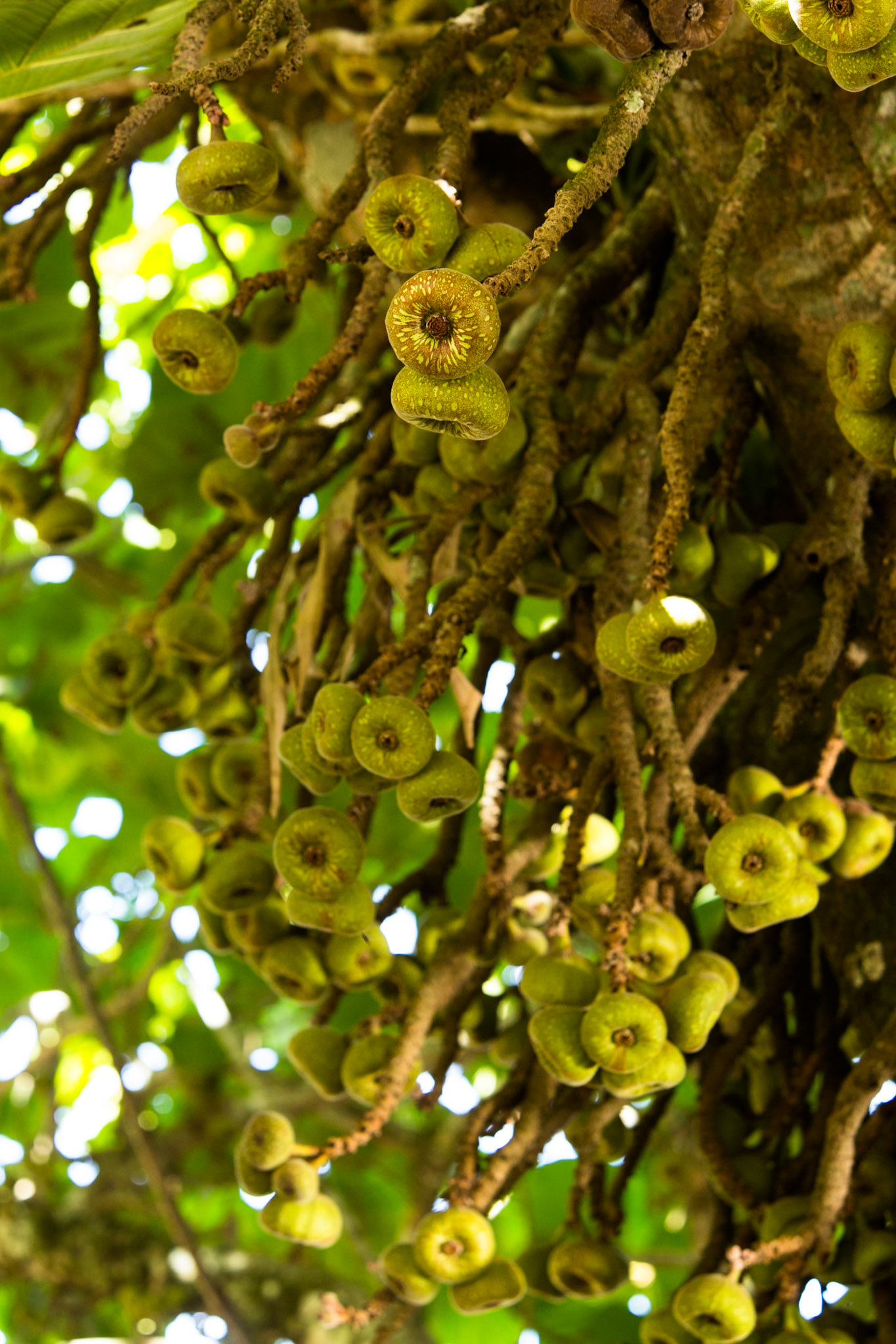 Iguassu Falls, Brazil and Argentina