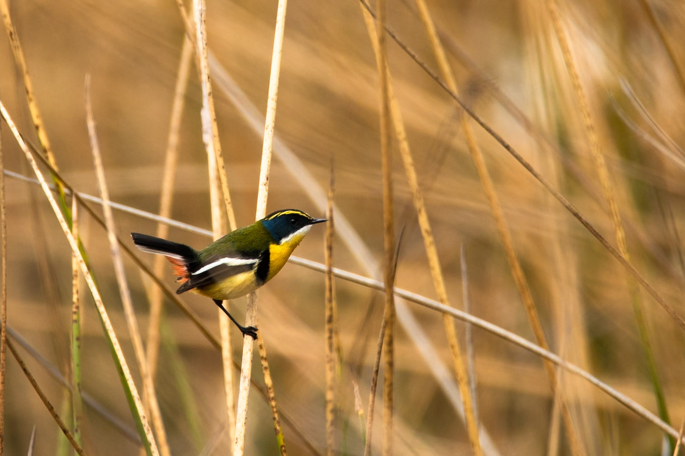 Many-coloured rush tyrant, Huacarpay lakes area, Cusco, Peru