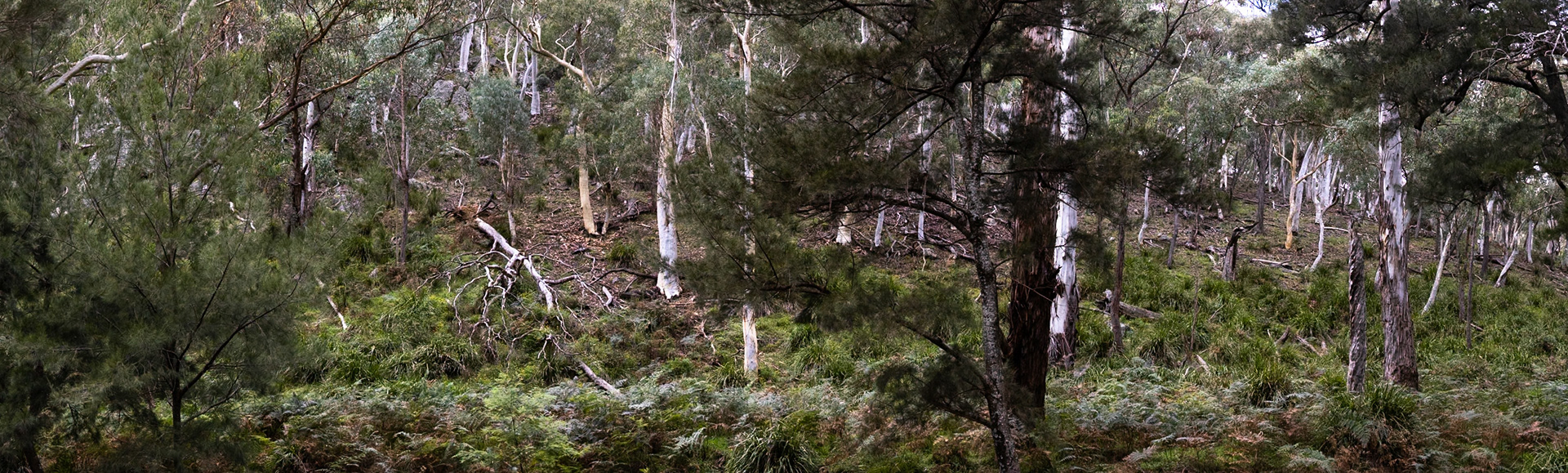Turon Gates, New South Wales