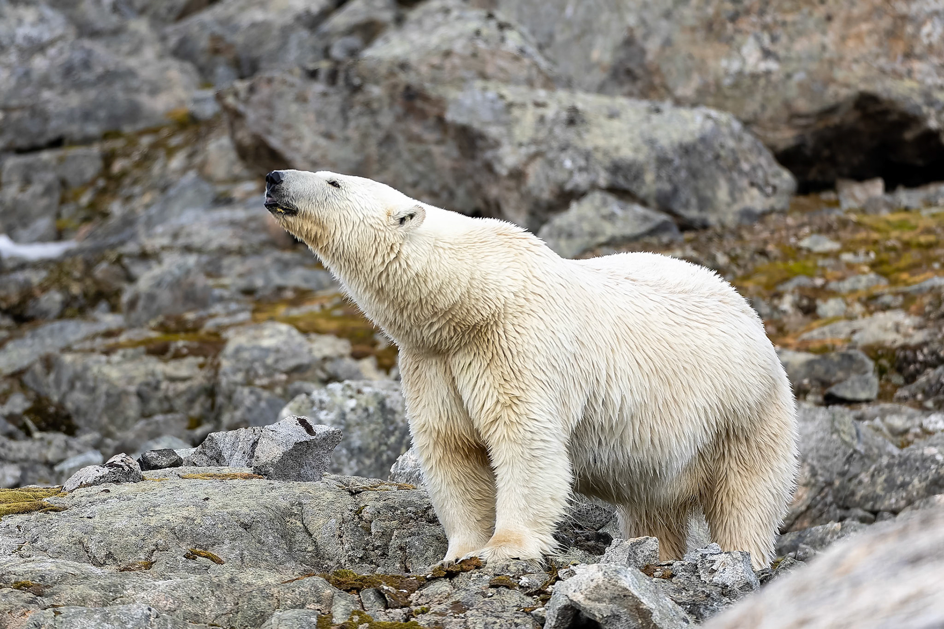 Polar bear, Hamiptonbukka, Svalbard, Norway