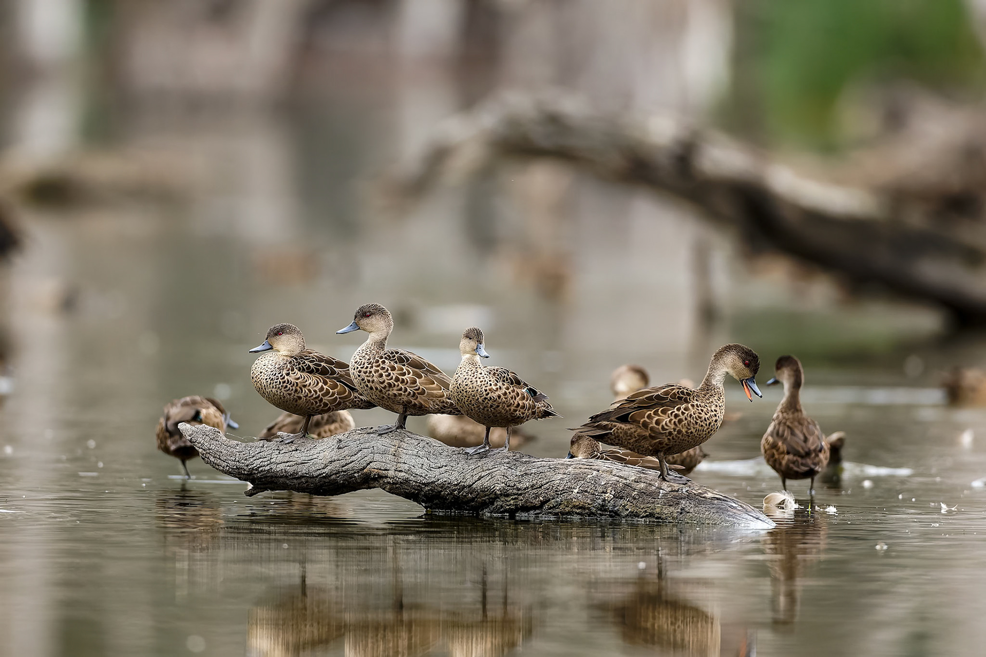 Grey teal, Blue Gum Swamp, Forbes, NSW, Australia