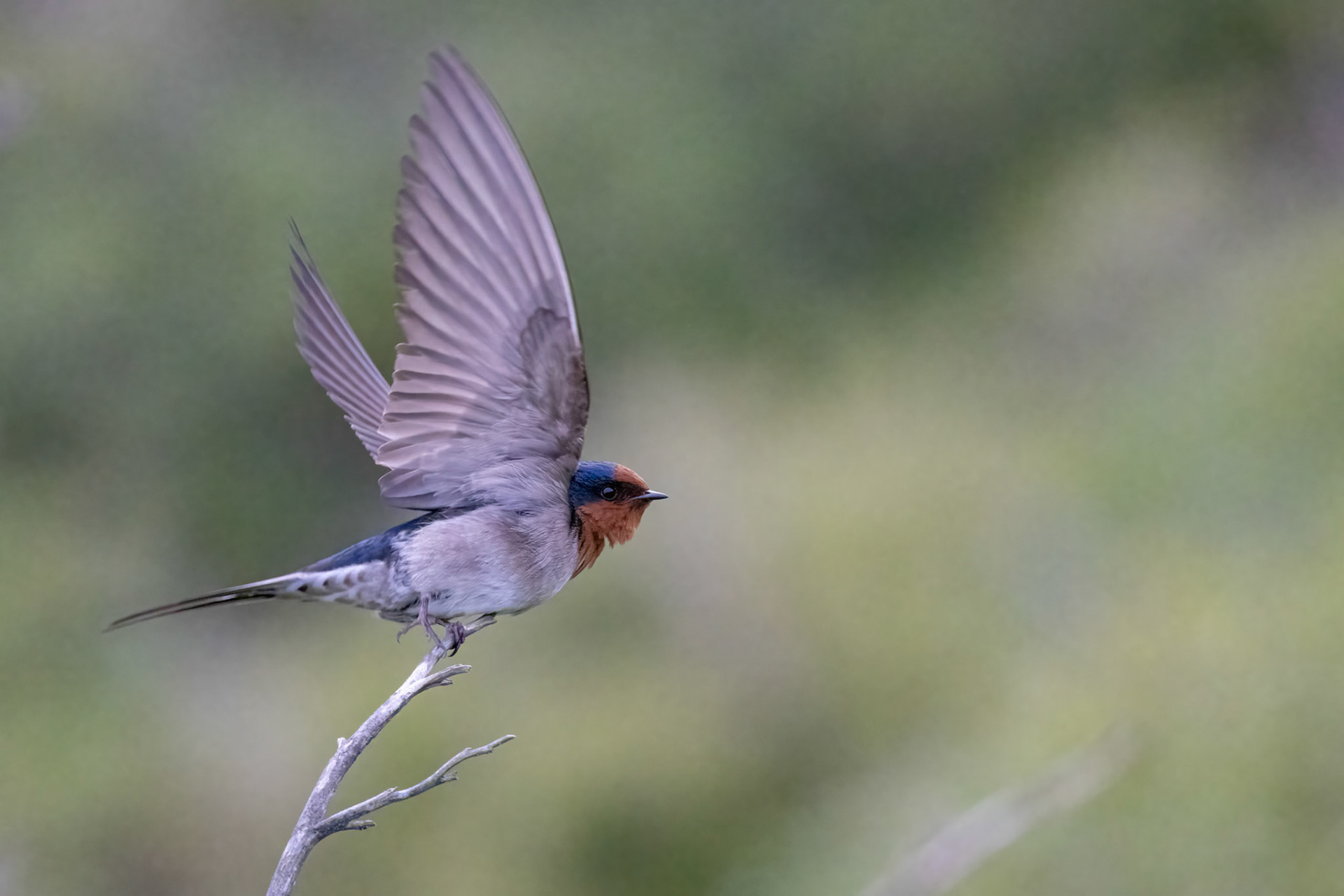 Welcome swallow, Oamaru, New Zealand