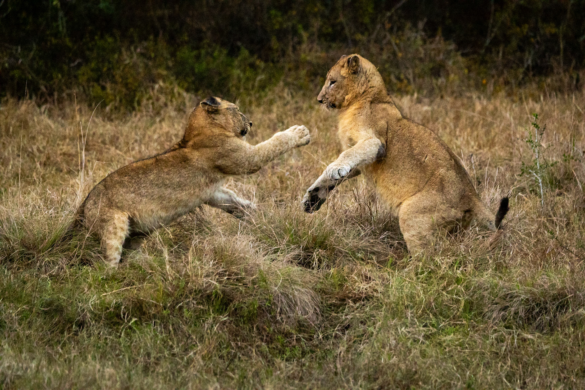 Lion, Phinda, South Africa