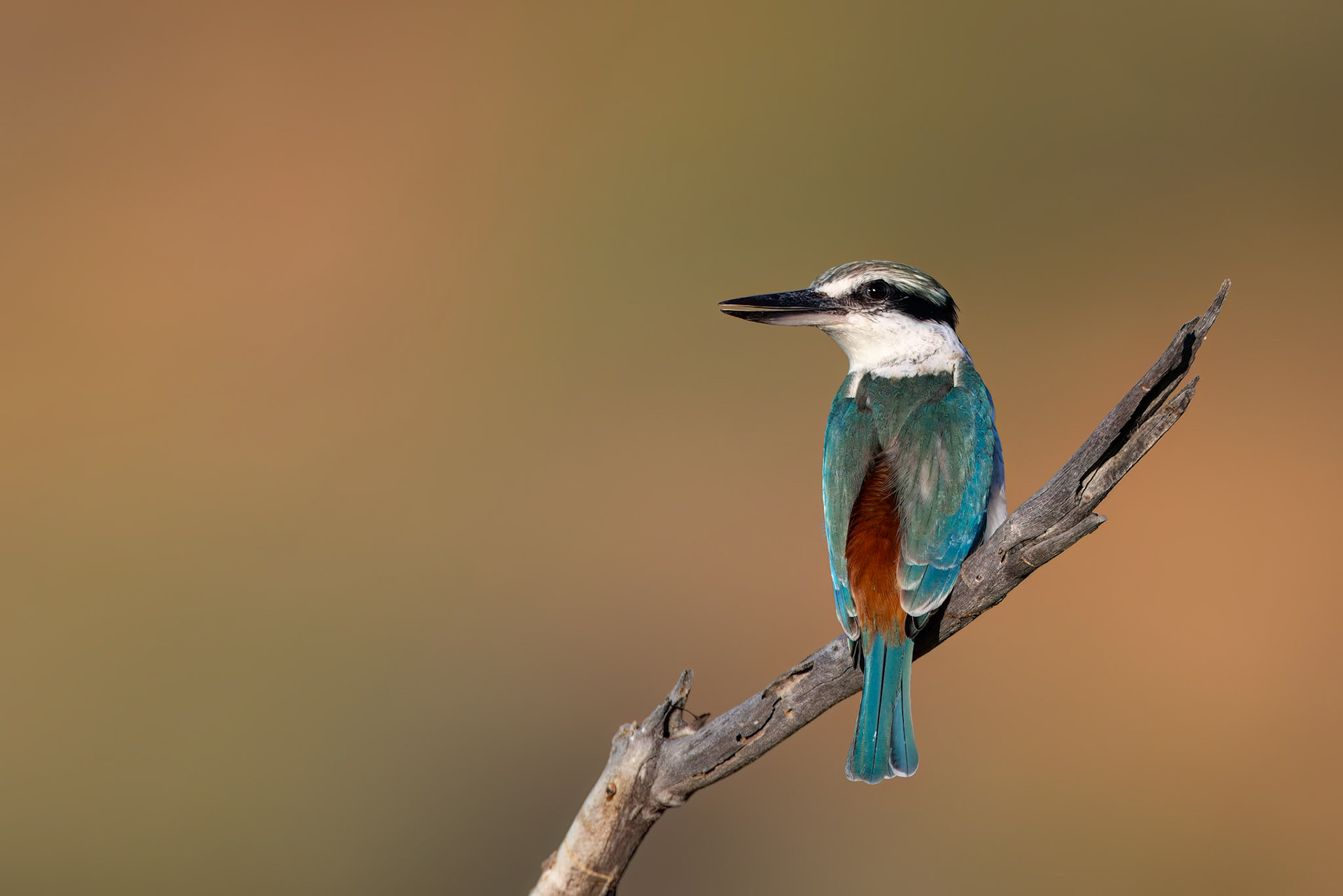 Red-backed kingfisher, Birdsville to Windorah, Queensland, Australia