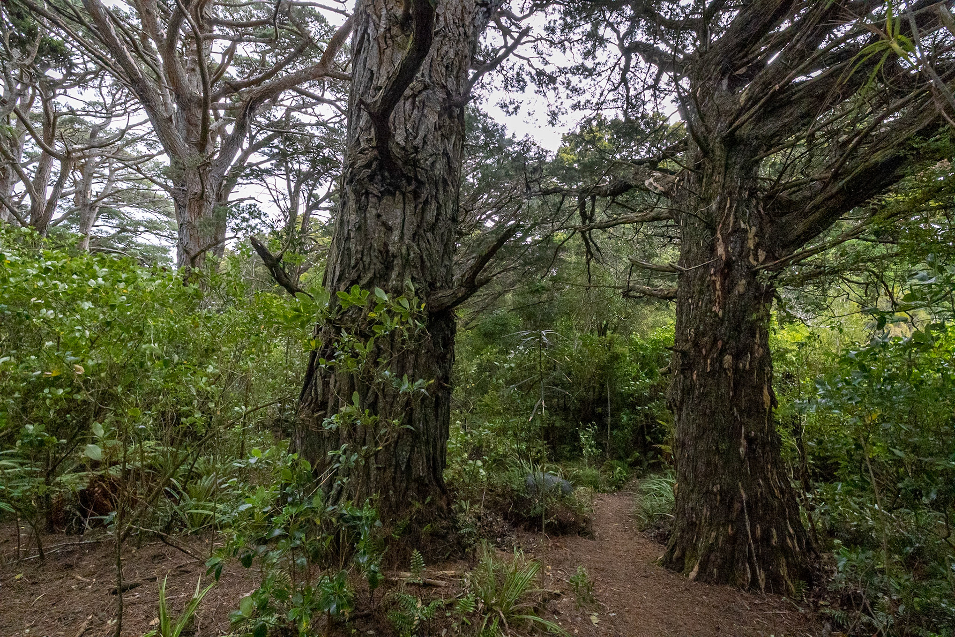 Ulva Island, New Zealand