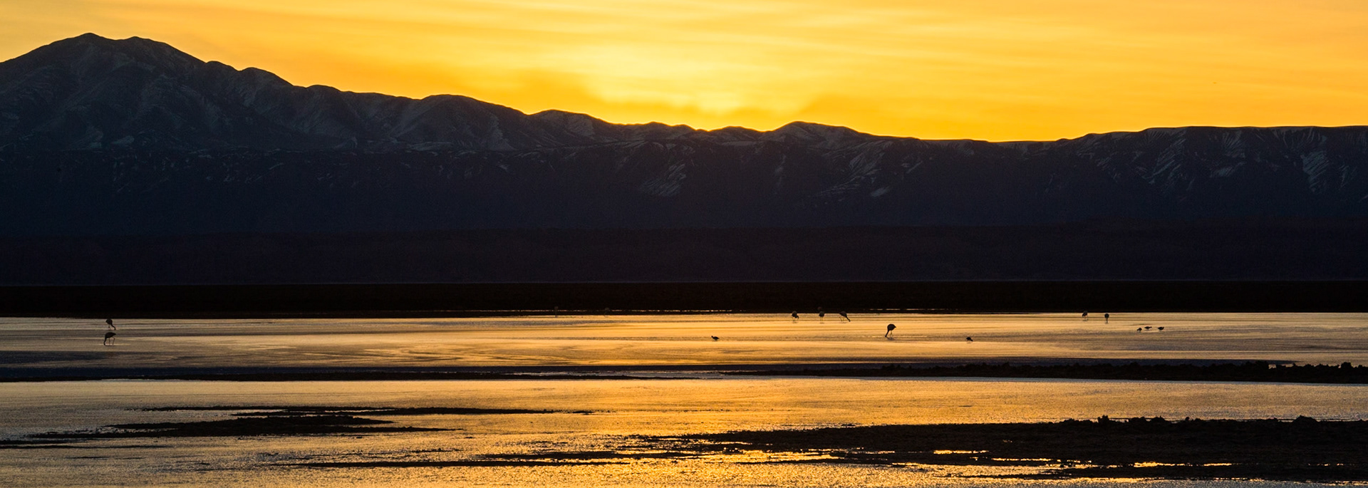 Chilean and Andean flamingos, Salar de Atacama, Chaxa lagoon, Atacama, Chile
