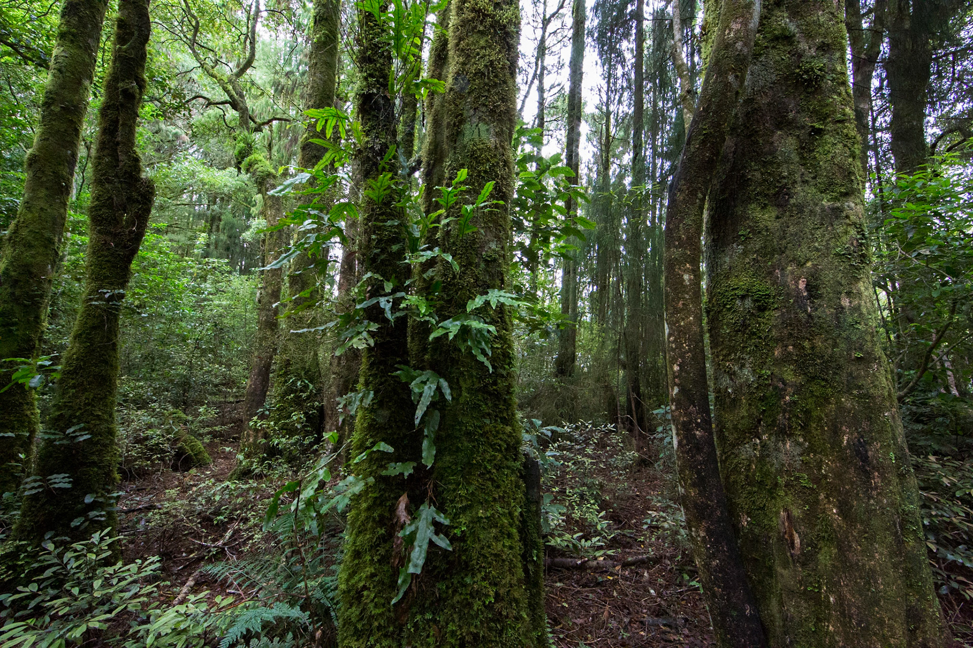 Rotopounamu lake, Tongariro, New Zealand