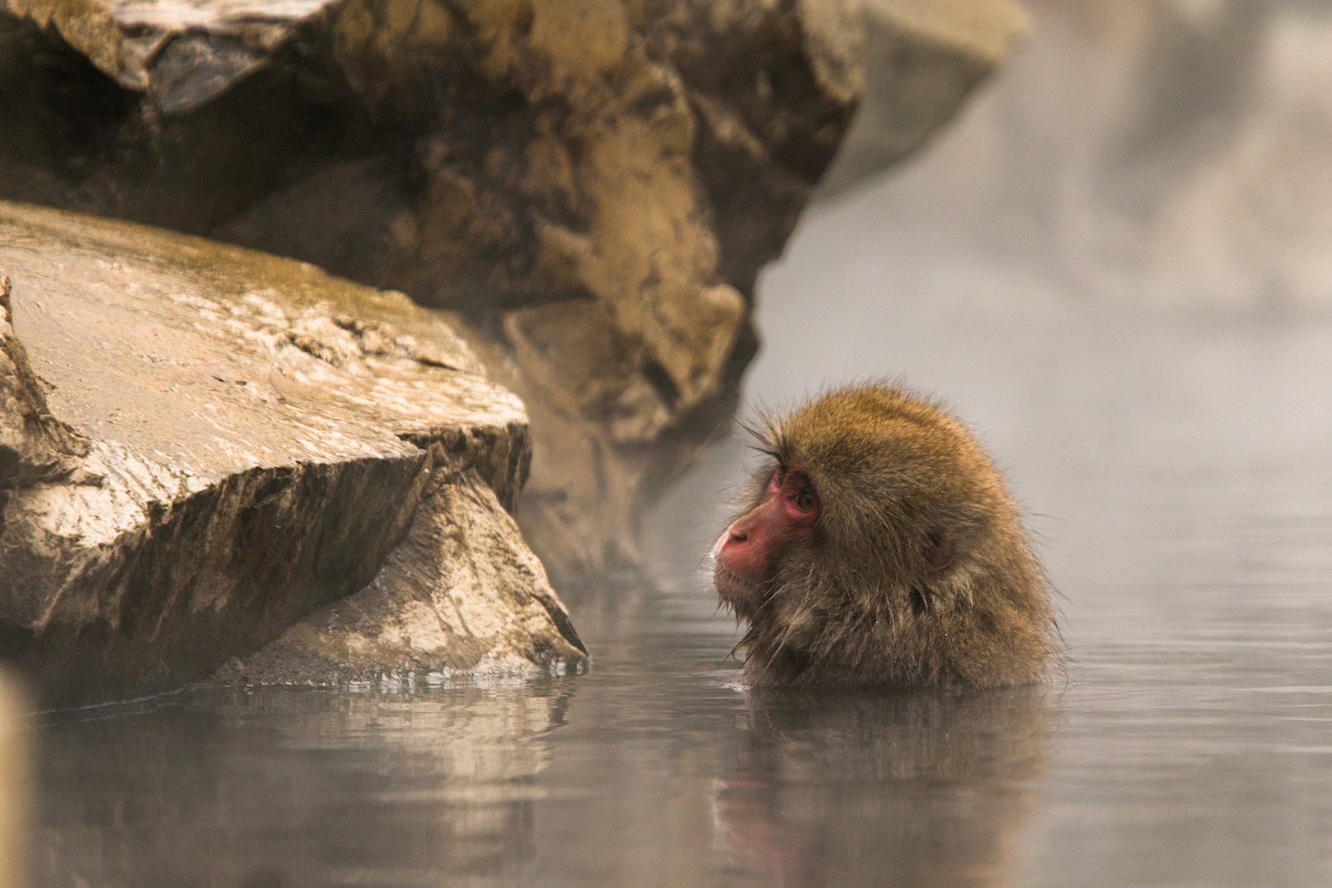 Jigokudani Yaen-Koen, Snow Monkeys, Yudanaka, Japan