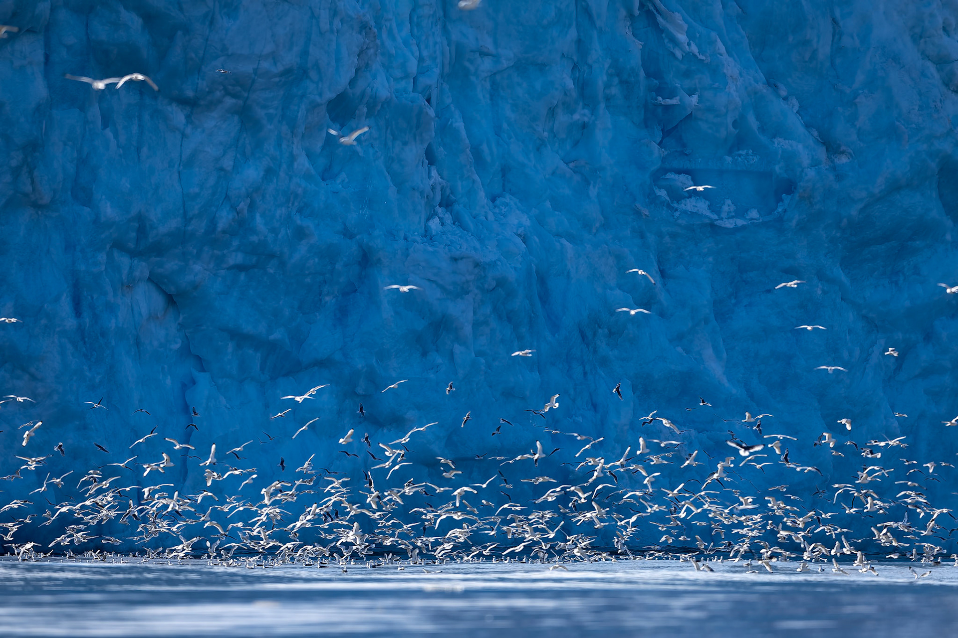 Kittiwake, Monacobreen, Svalbard, Norway