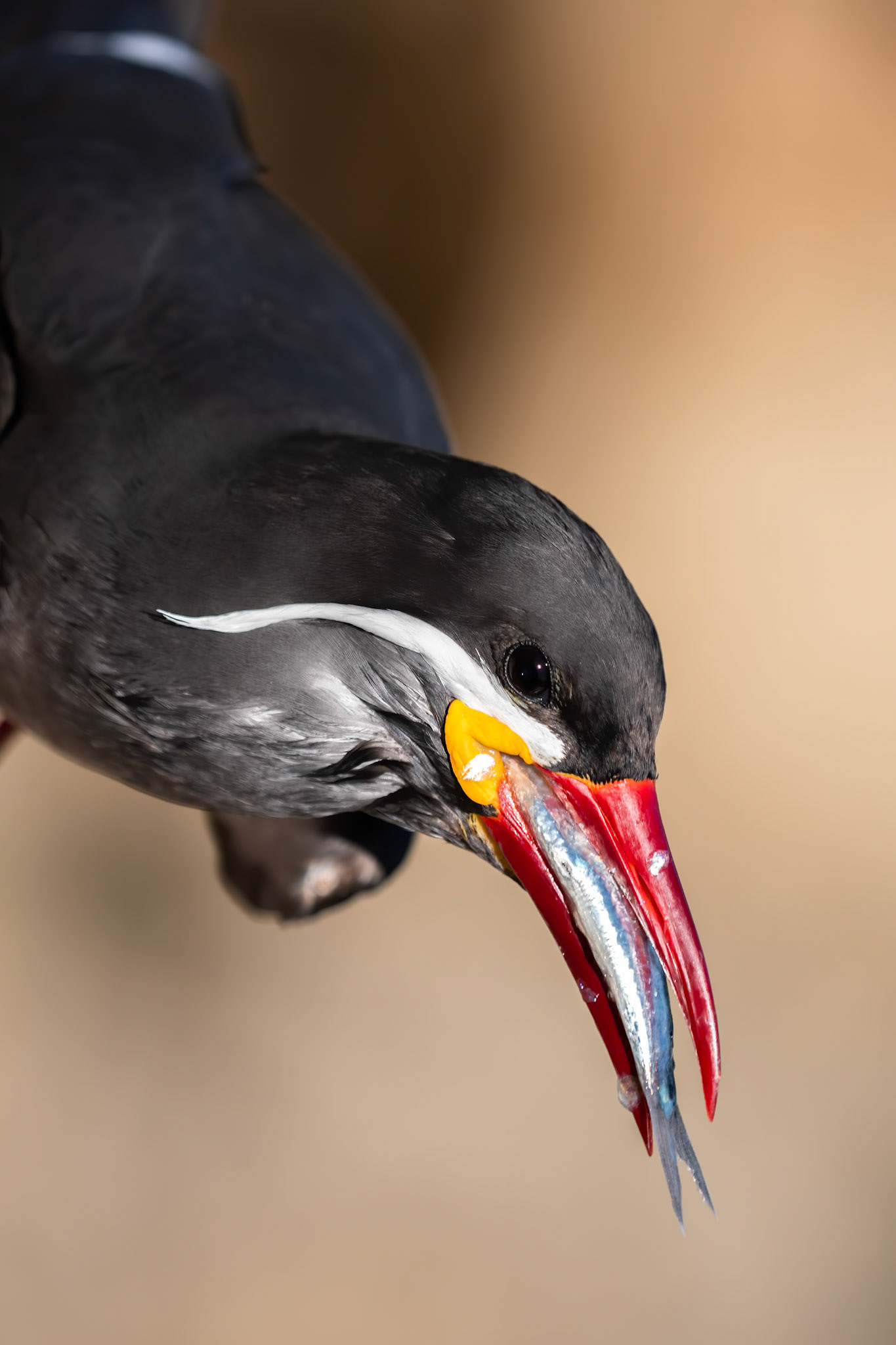 Inca tern, Vinã del Mar, Chilé